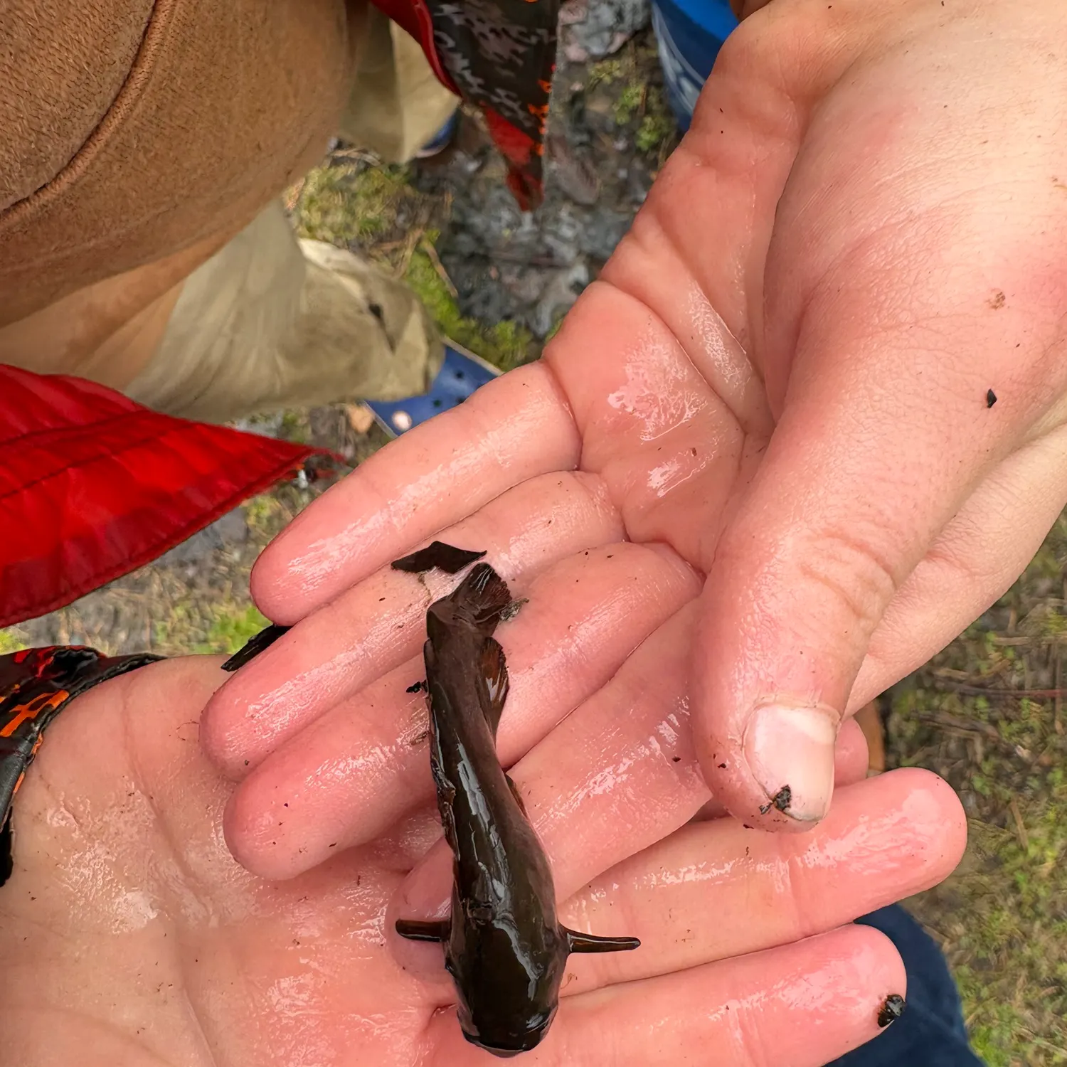 The most recent Black bullhead catches on Fishbrain