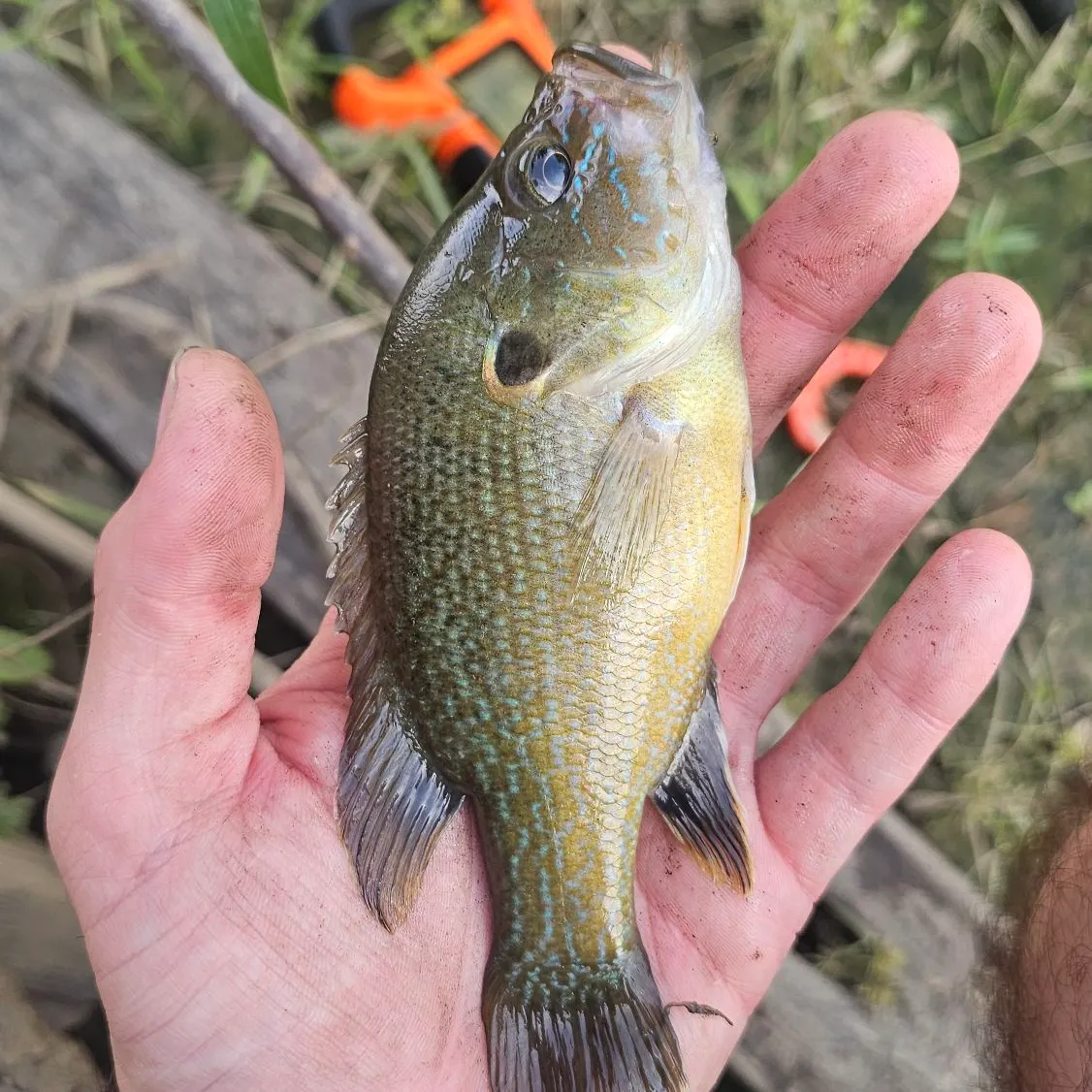 Green sunfish caught on Fishbrain