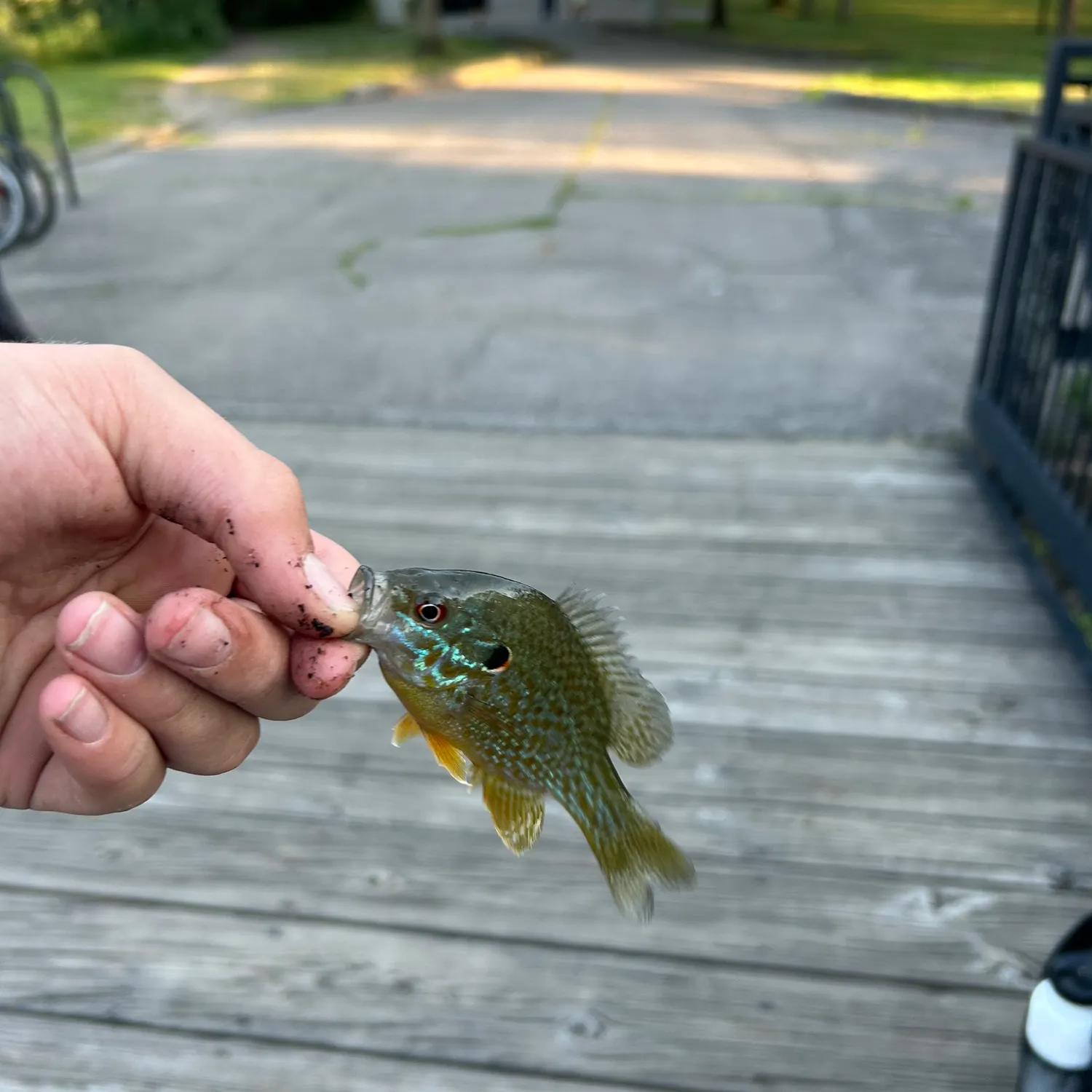 catch