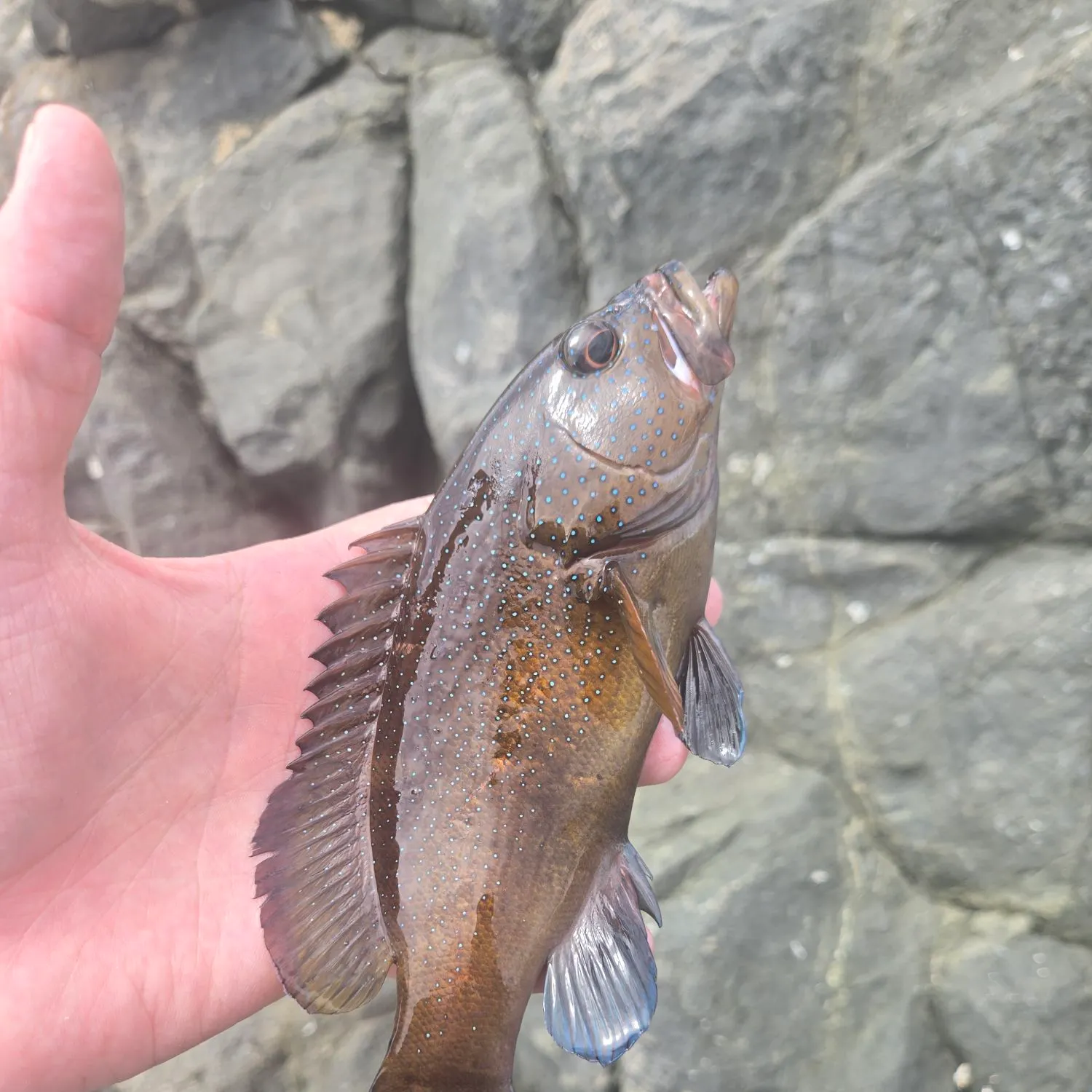The most recent Peacock hind catches on Fishbrain