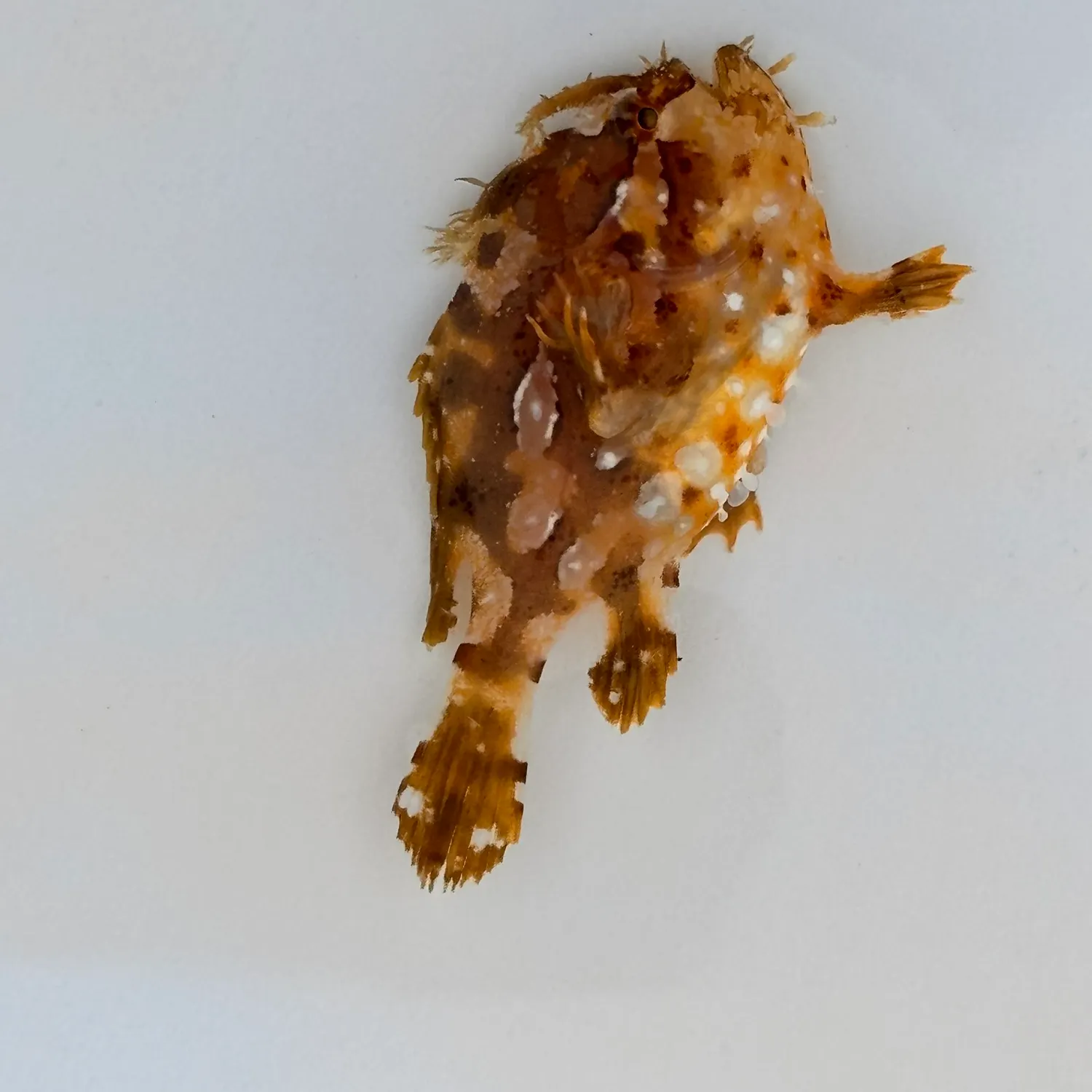 The most recent Sargassumfish catches on Fishbrain