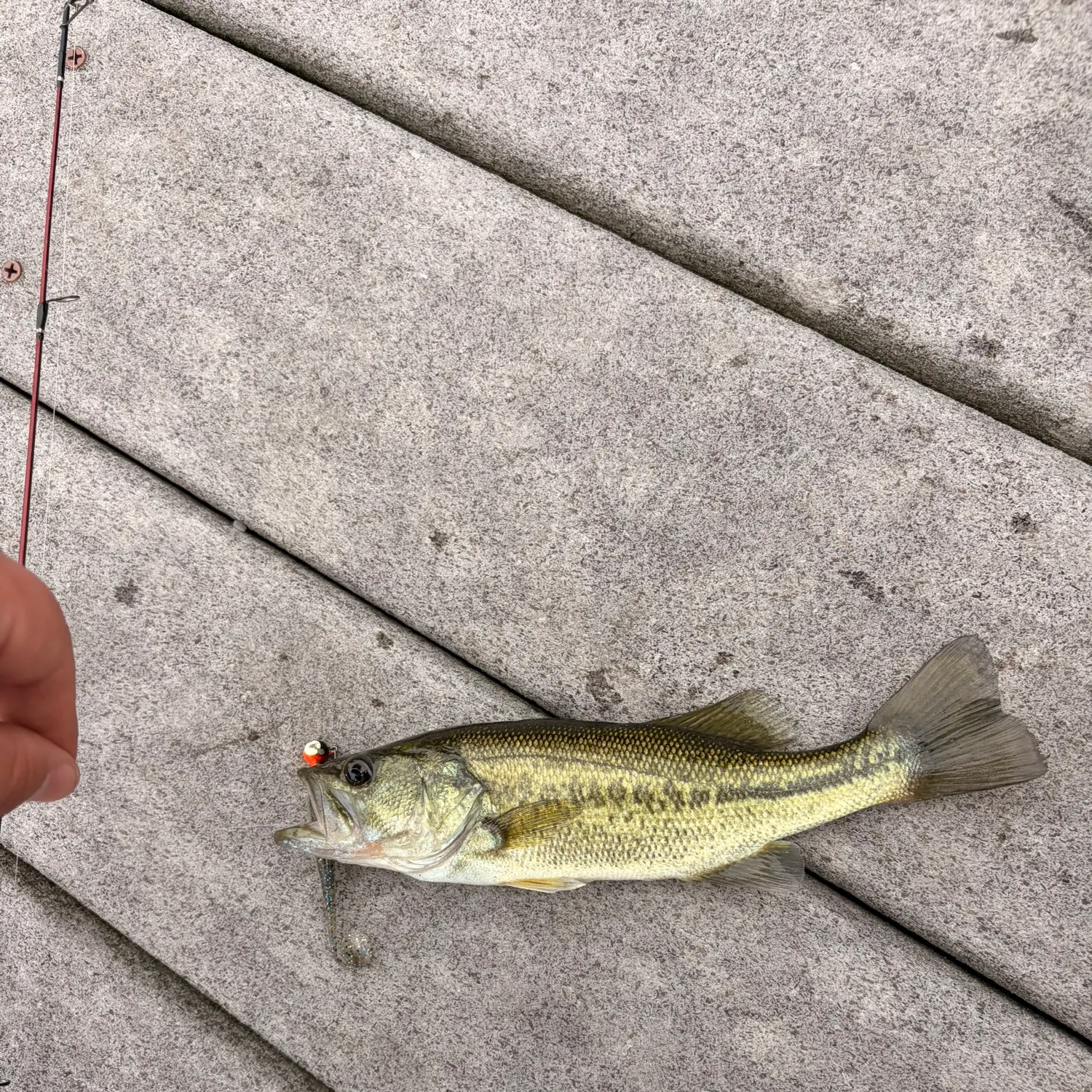 Largemouth bass caught on Fishbrain