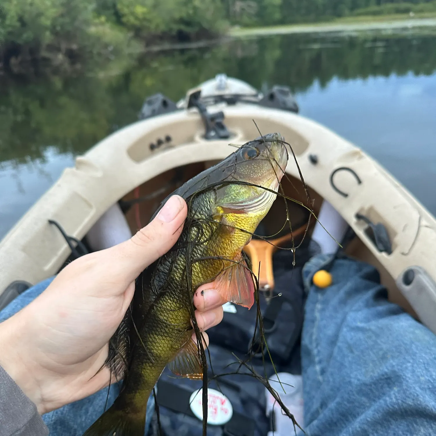 Yellow perch caught on Fishbrain