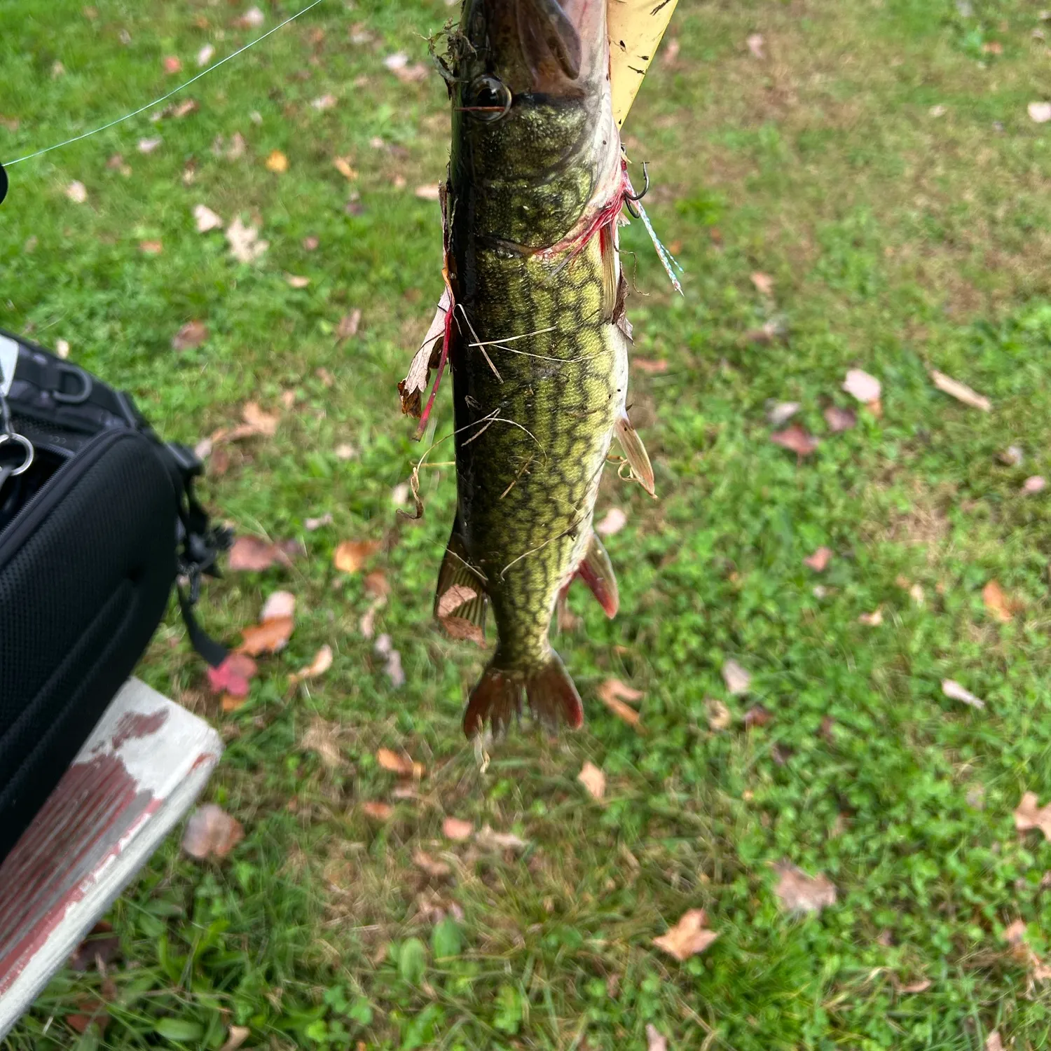 Chain pickerel caught on Fishbrain