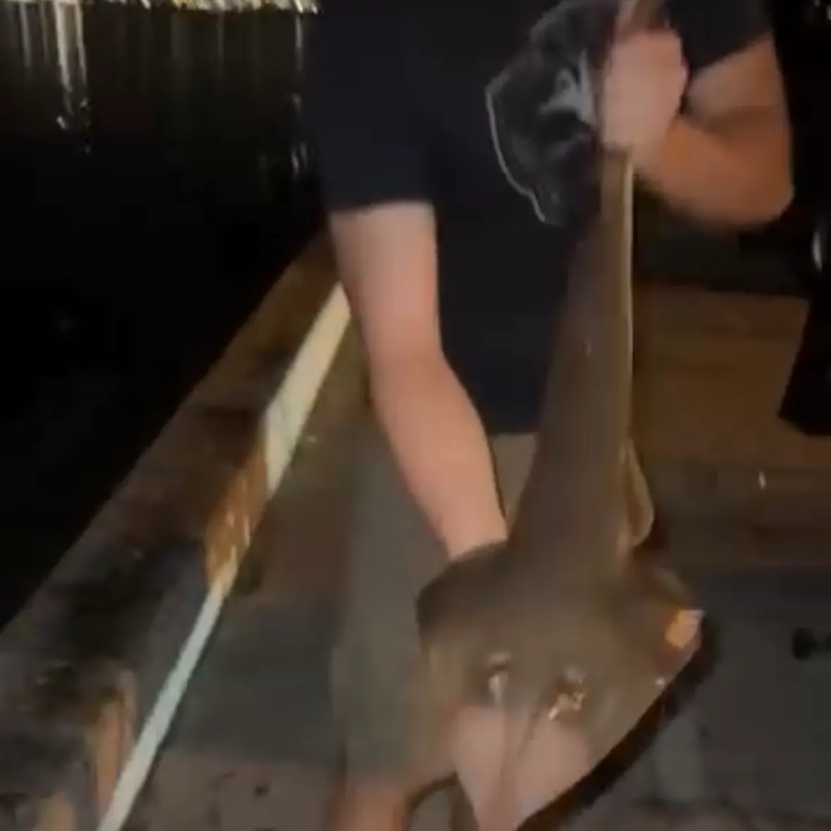 Pacific shovelnose guitarfish caught on Fishbrain