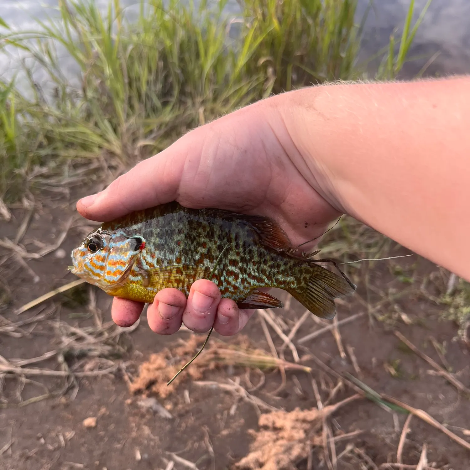 Pumpkinseed caught on Fishbrain