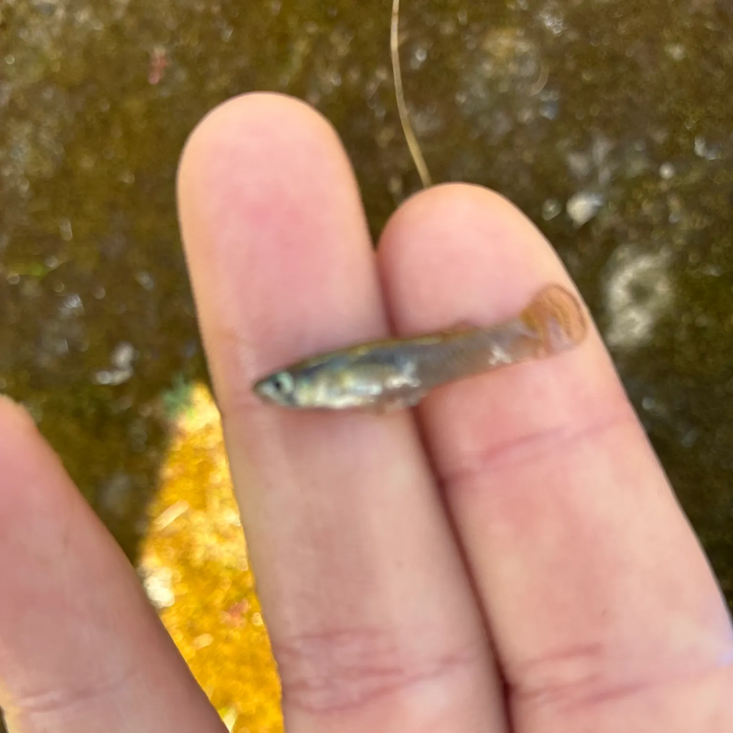 The most recent Eastern mosquitofish catches on Fishbrain