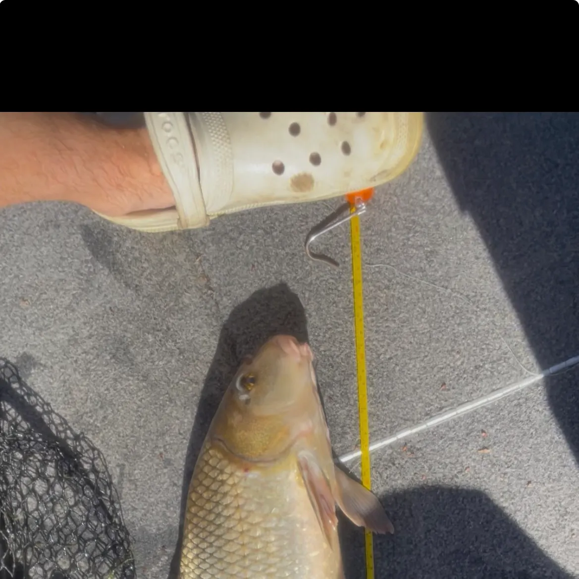 The most recent Quillback catches on Fishbrain