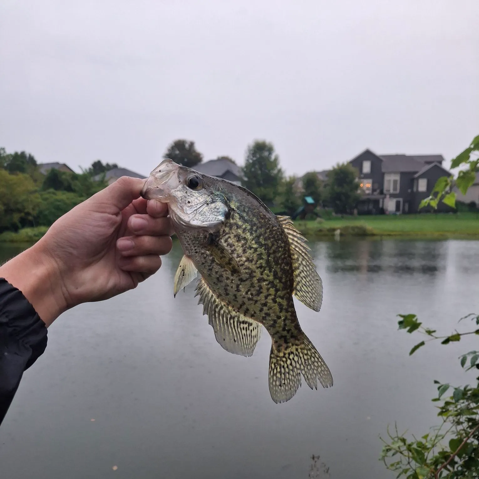 Black crappie caught on Fishbrain