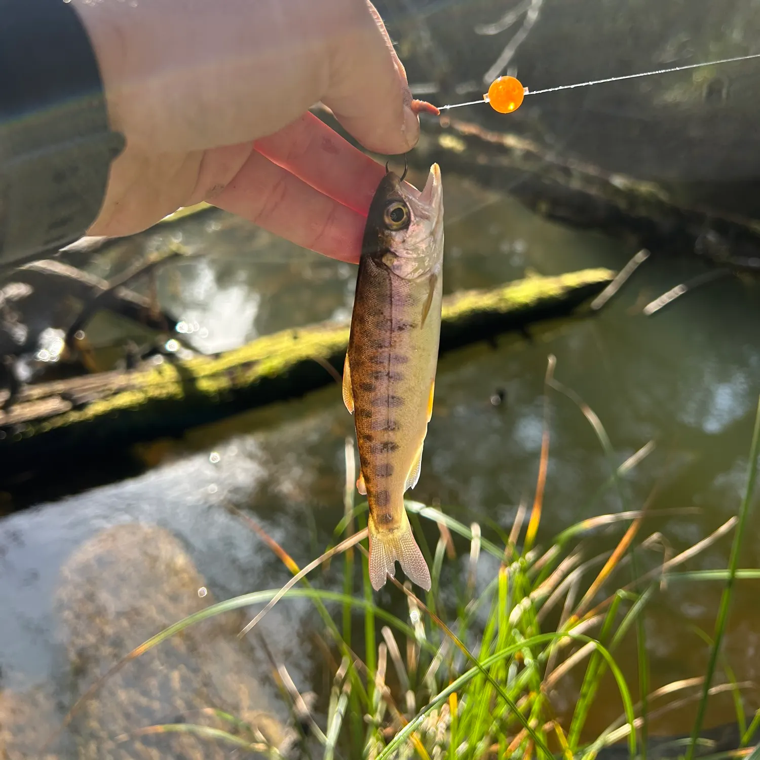 The most recent Coho salmon catches on Fishbrain