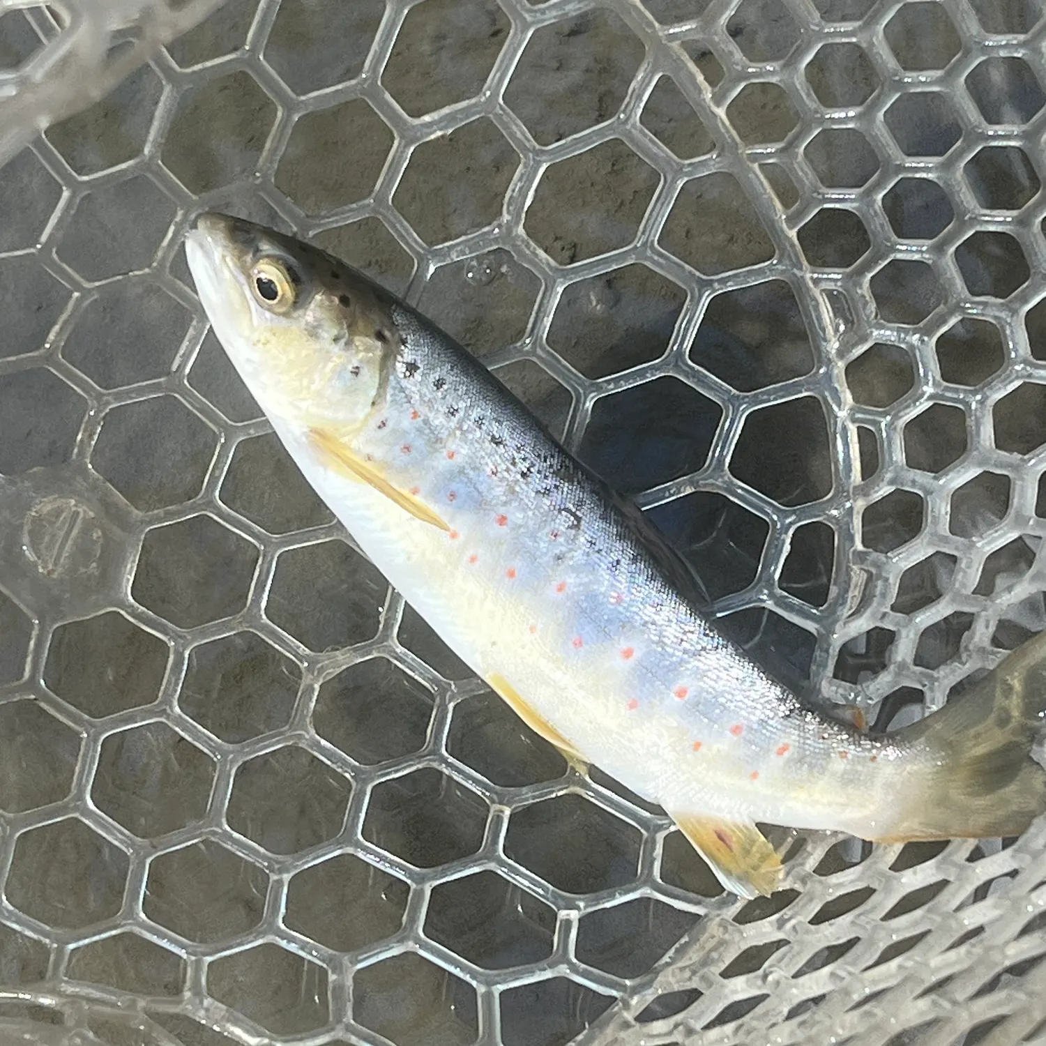 Brown trout caught on Fishbrain