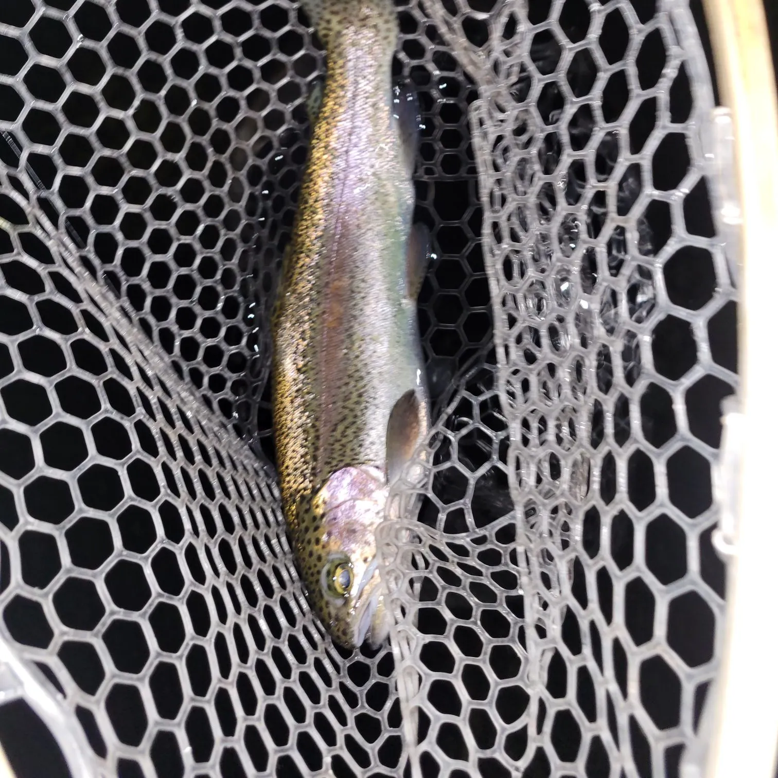 Rainbow trout caught on Fishbrain