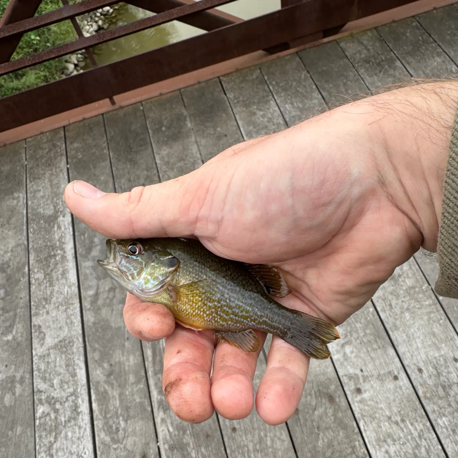 Green sunfish caught on Fishbrain
