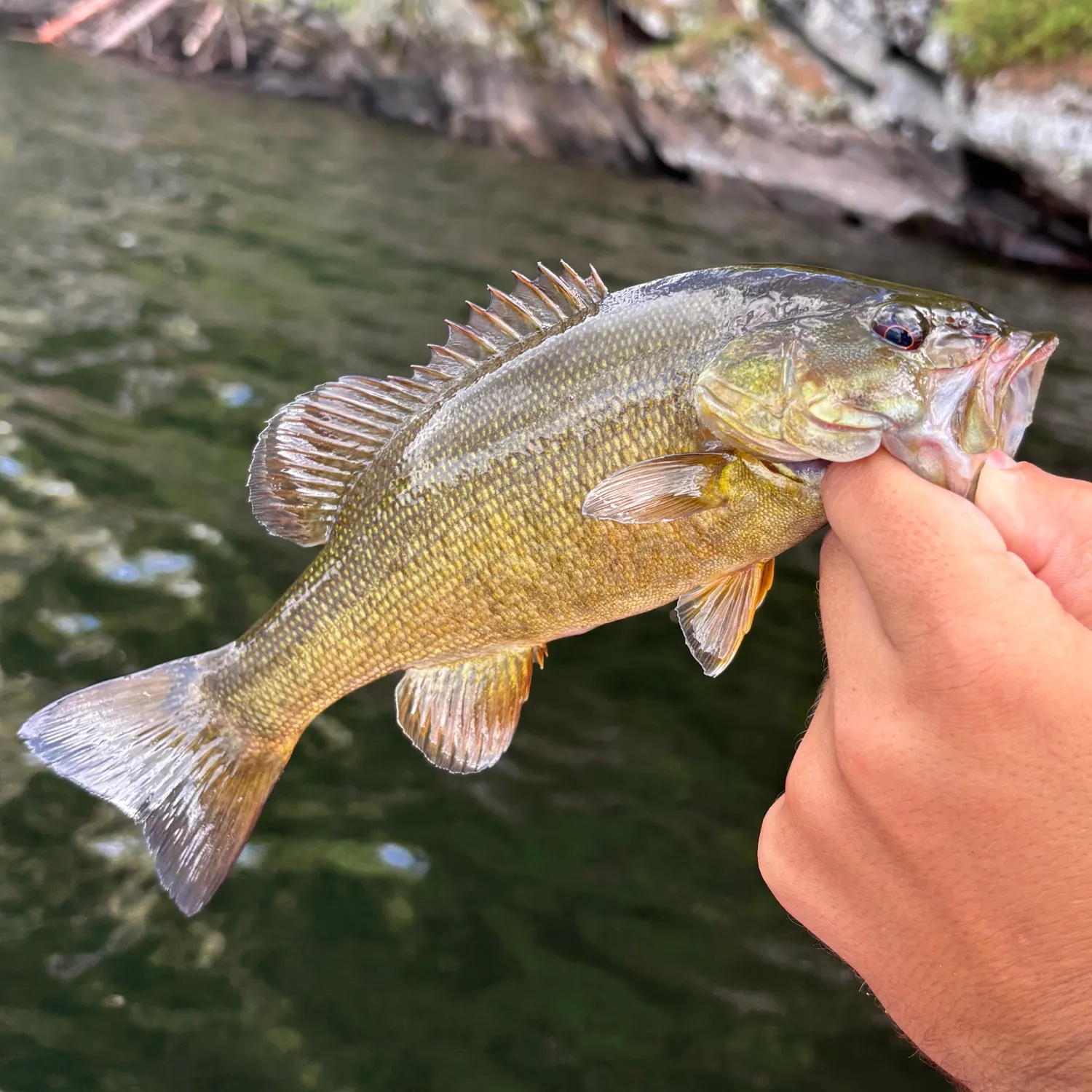 Smallmouth bass caught on Fishbrain