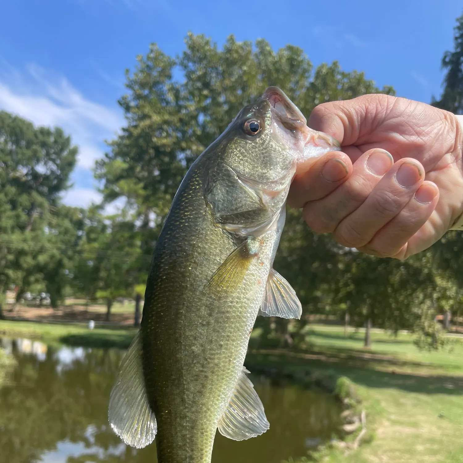 Largemouth bass caught on Fishbrain