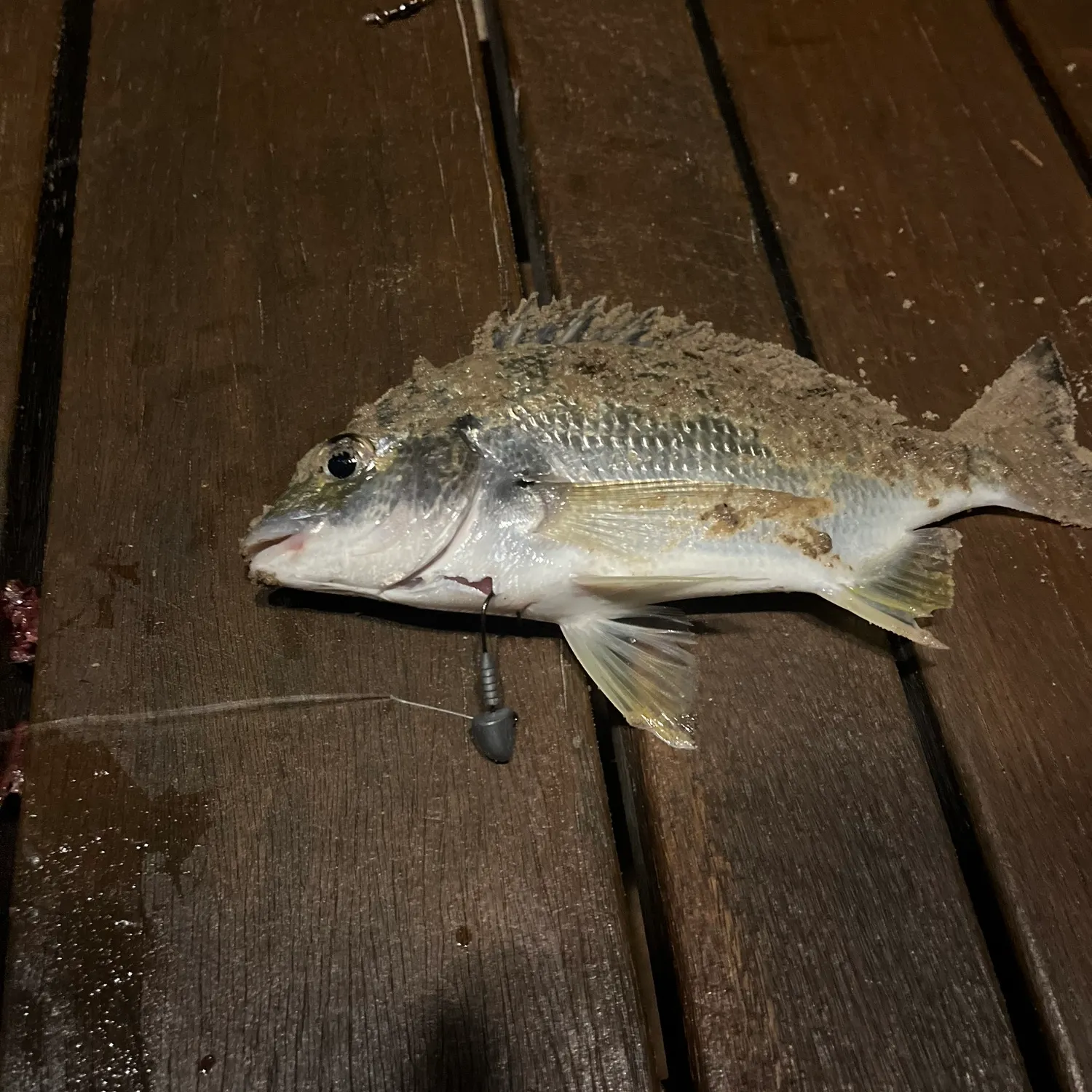 Surf bream caught on Fishbrain