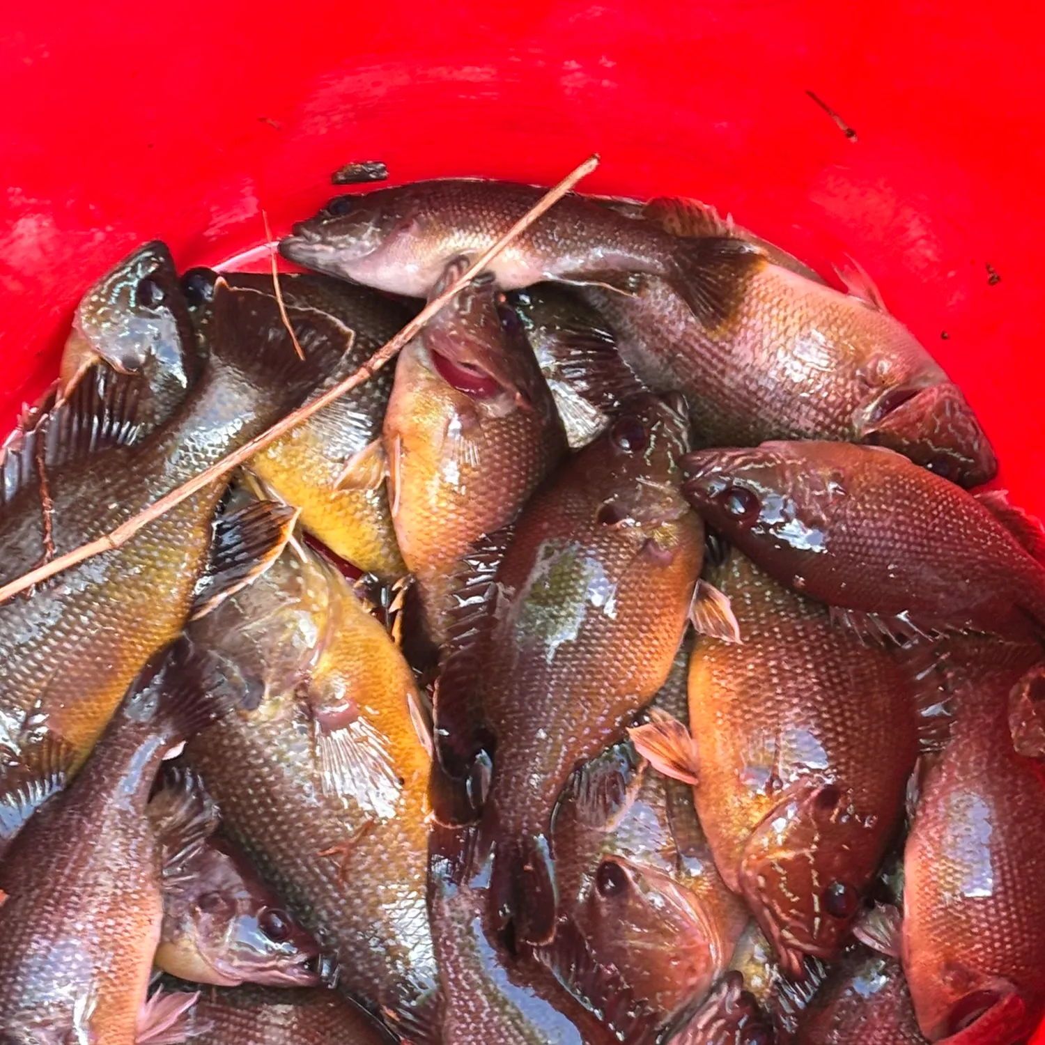 recently logged catches