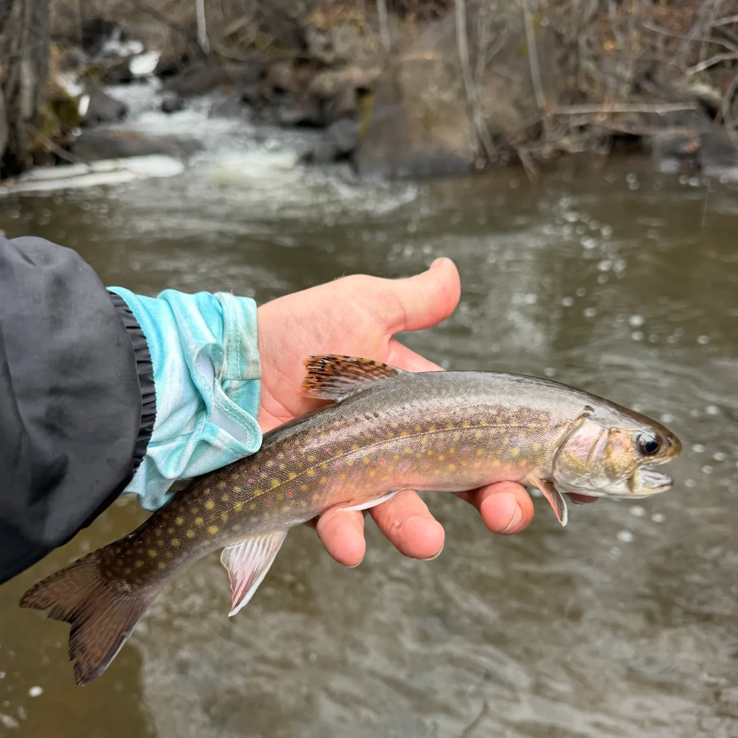 Brook trout caught on Fishbrain