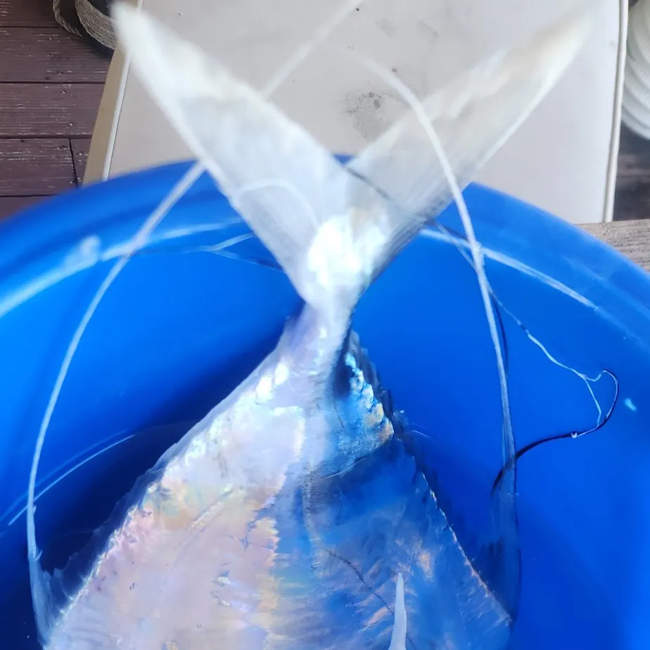 The most recent Indian threadfish catches on Fishbrain