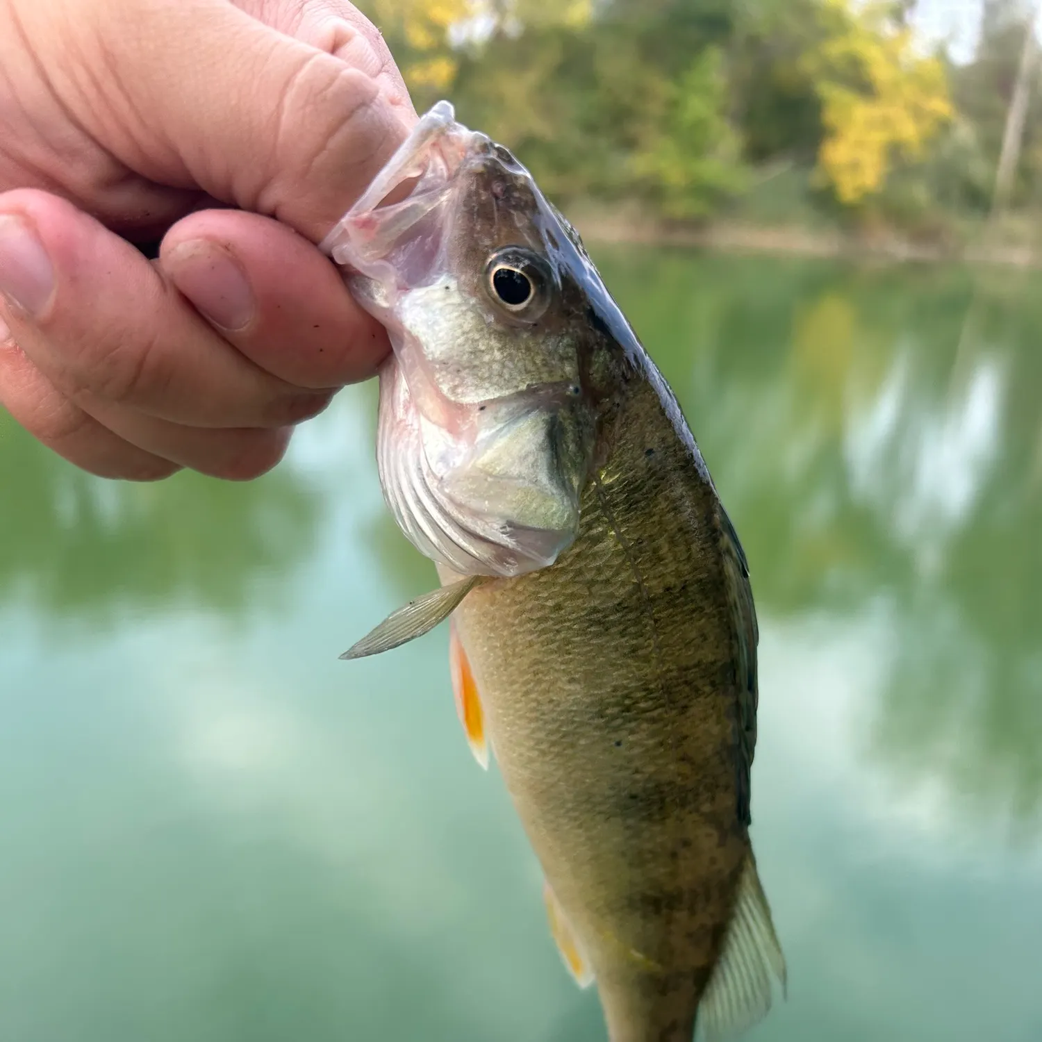 Yellow perch caught on Fishbrain