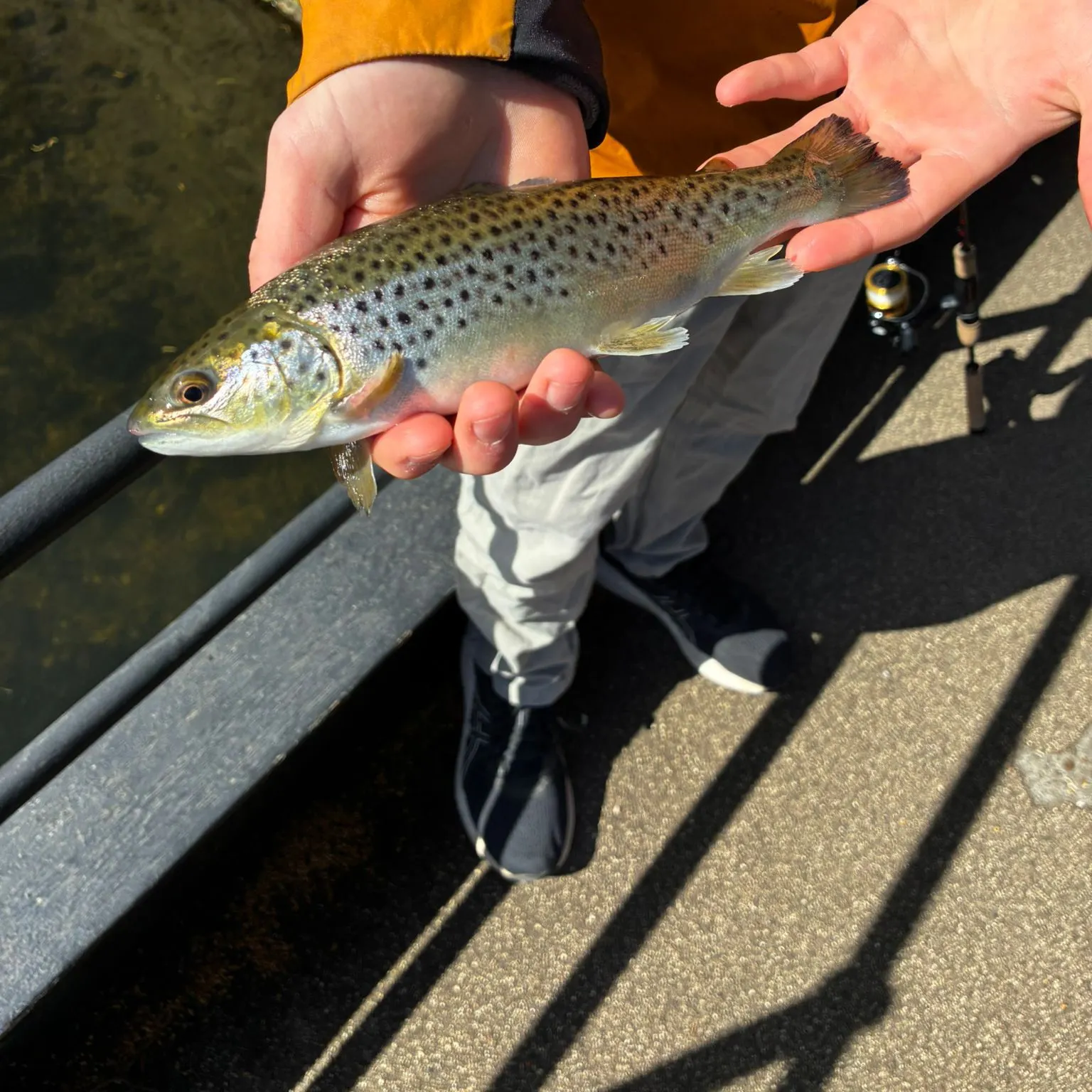 The most recent Brown trout catches on Fishbrain