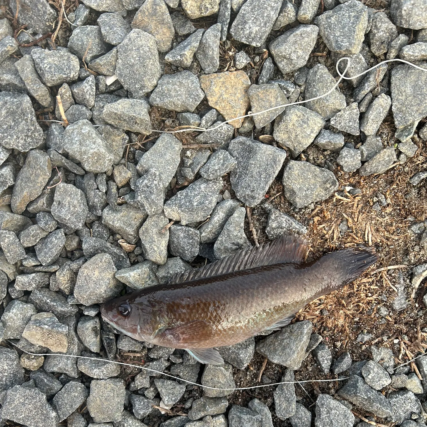 The most recent Cunner catches on Fishbrain