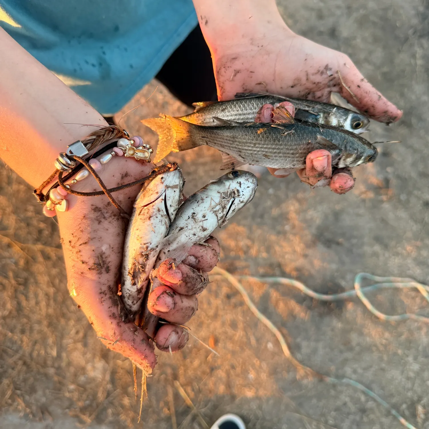 The most recent Striped mullet catches on Fishbrain