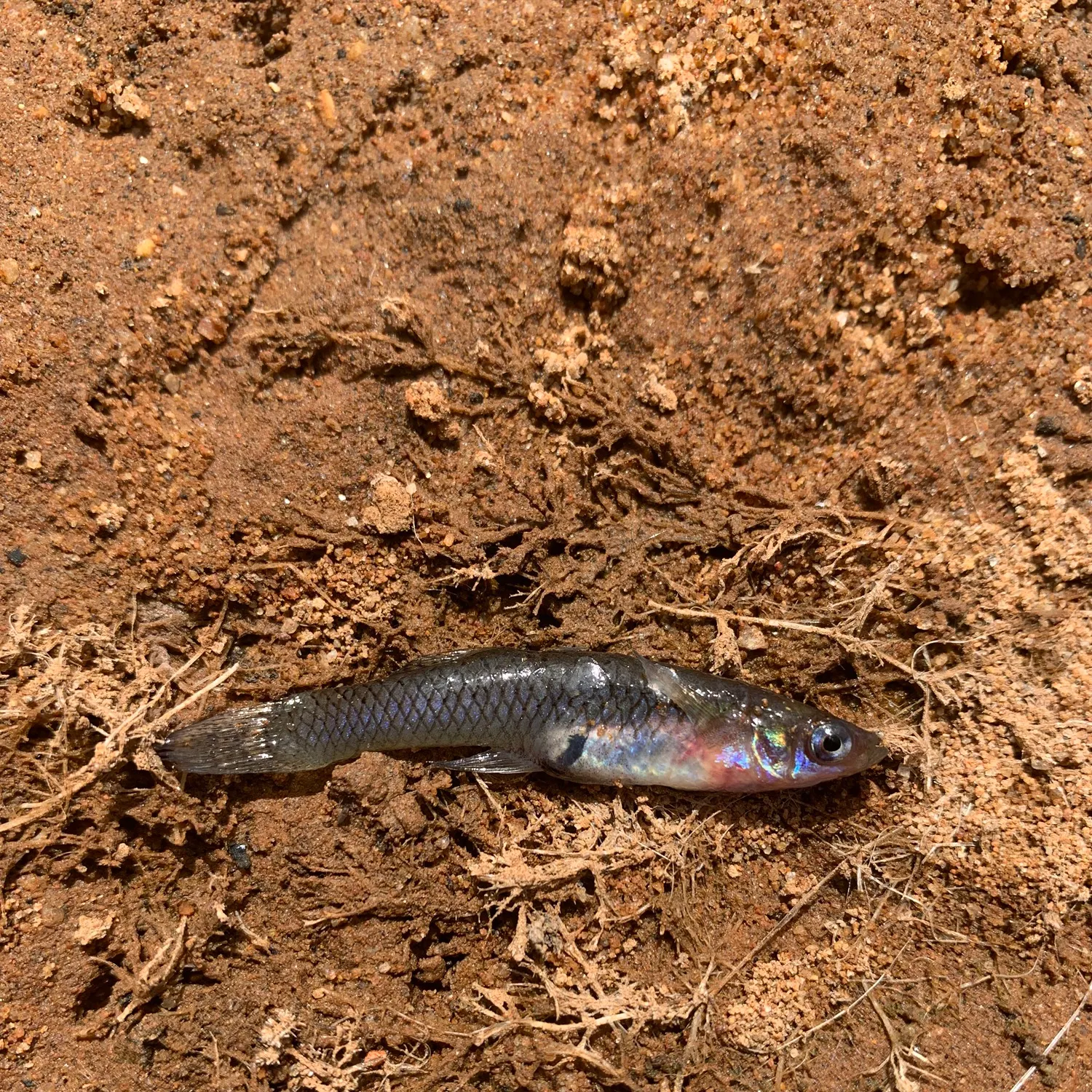 The most recent Guppy catches on Fishbrain