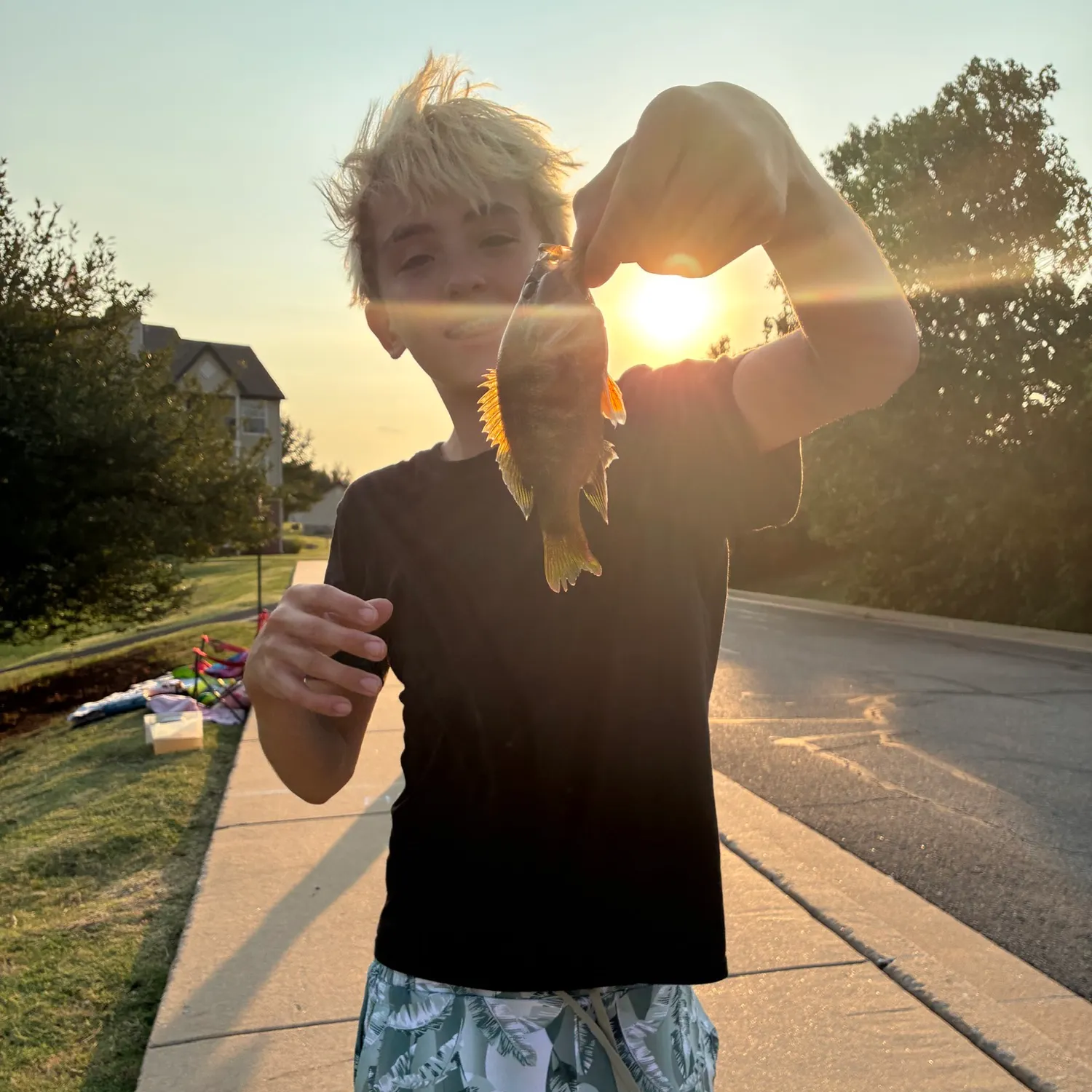 Yellow perch caught on Fishbrain