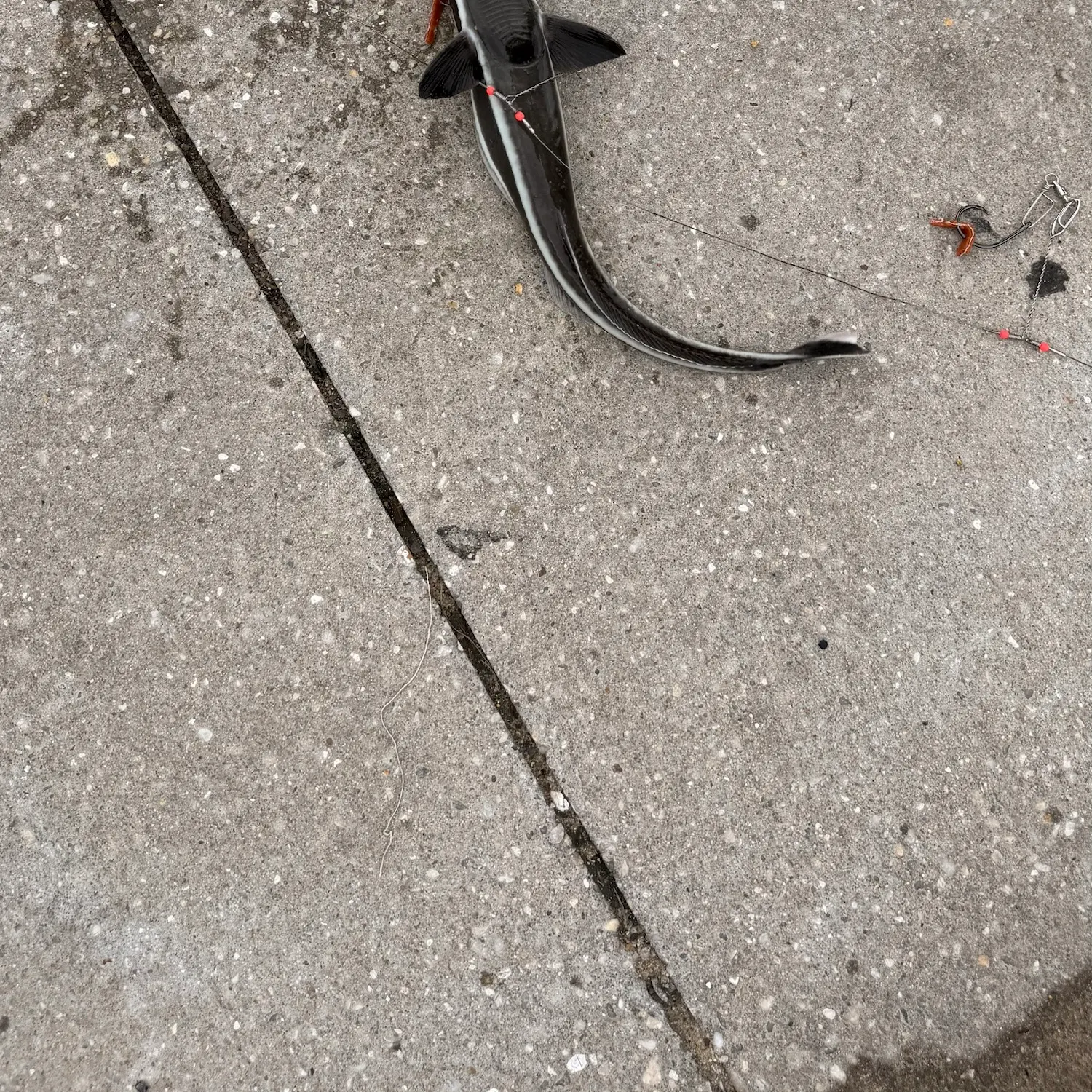 Common remora caught on Fishbrain