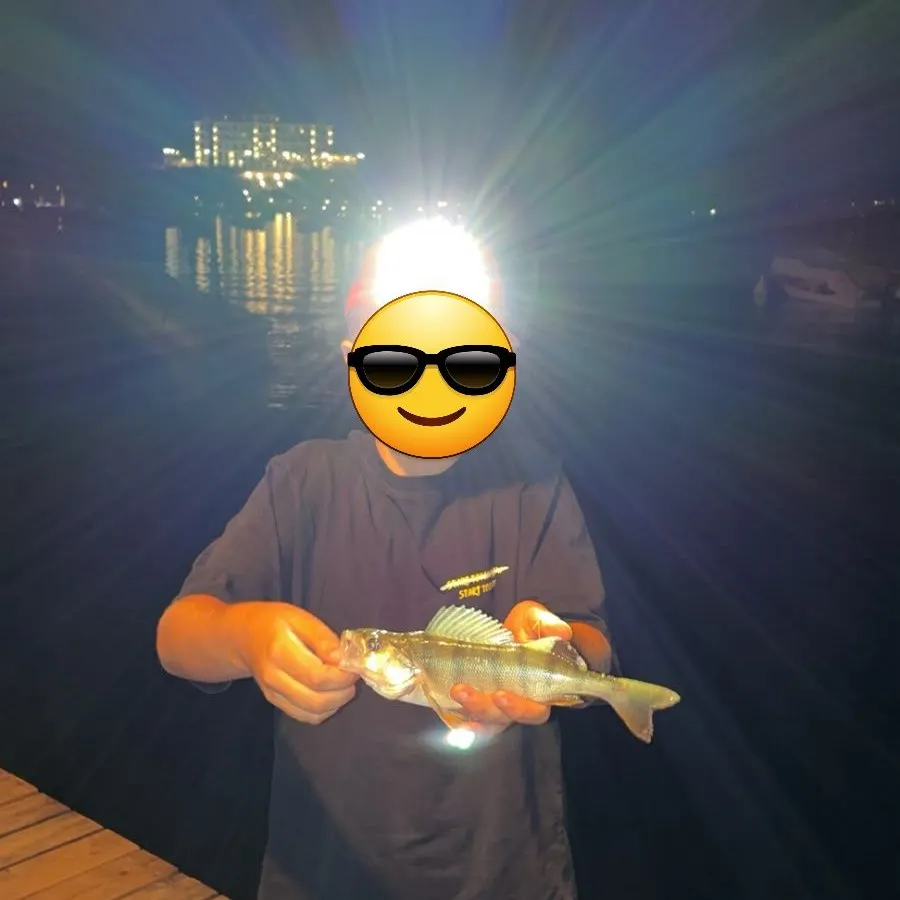 European perch caught on Fishbrain