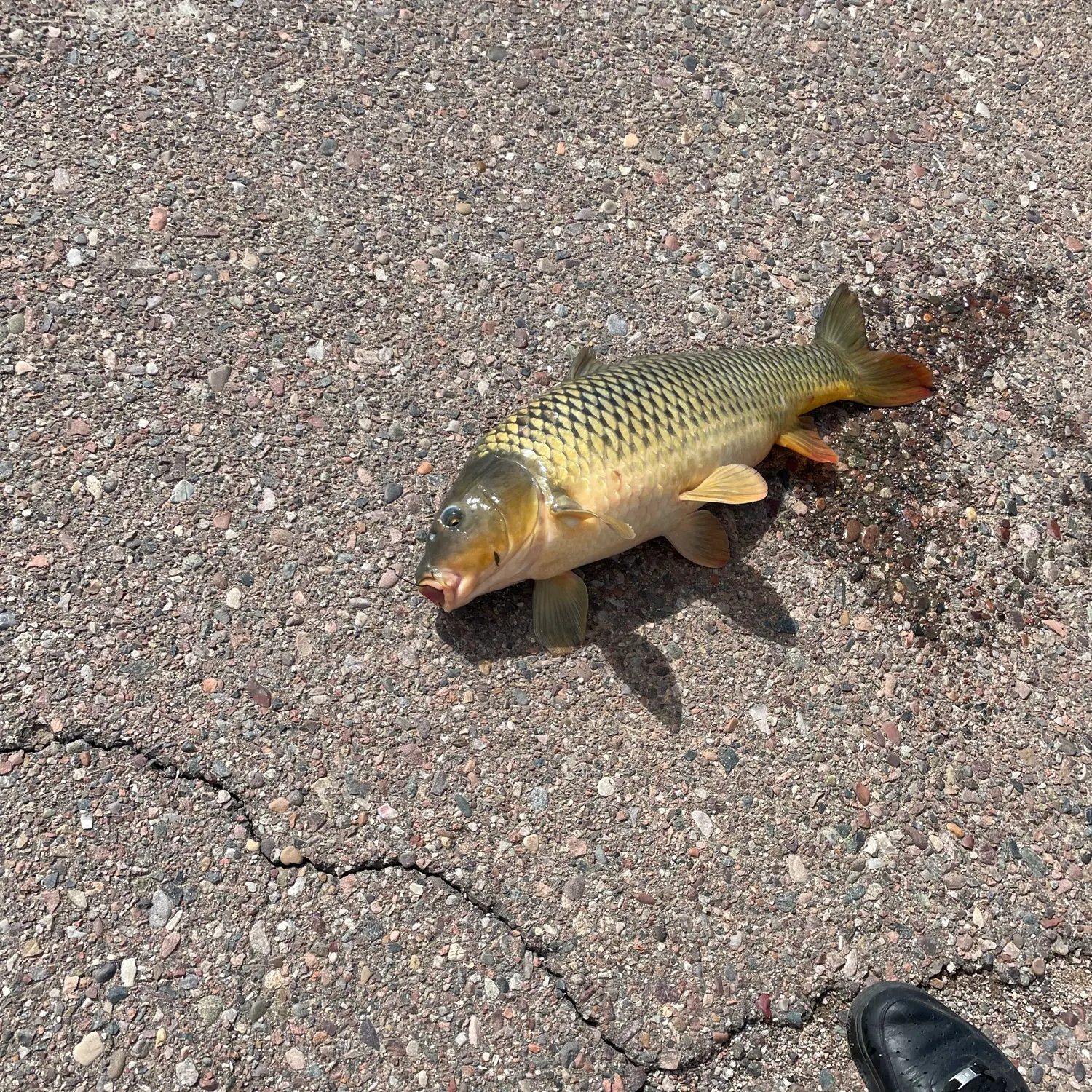 Fish caught on Fishbrain
