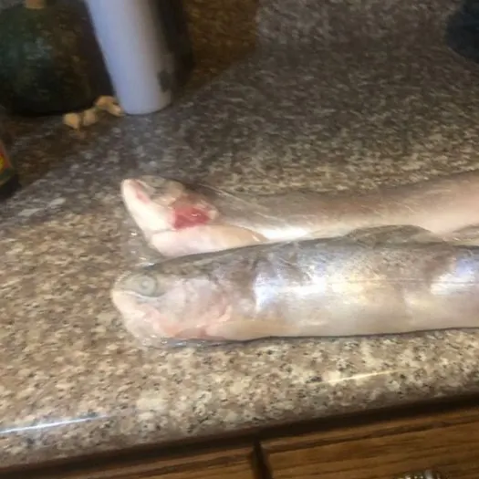 Fish caught on Fishbrain