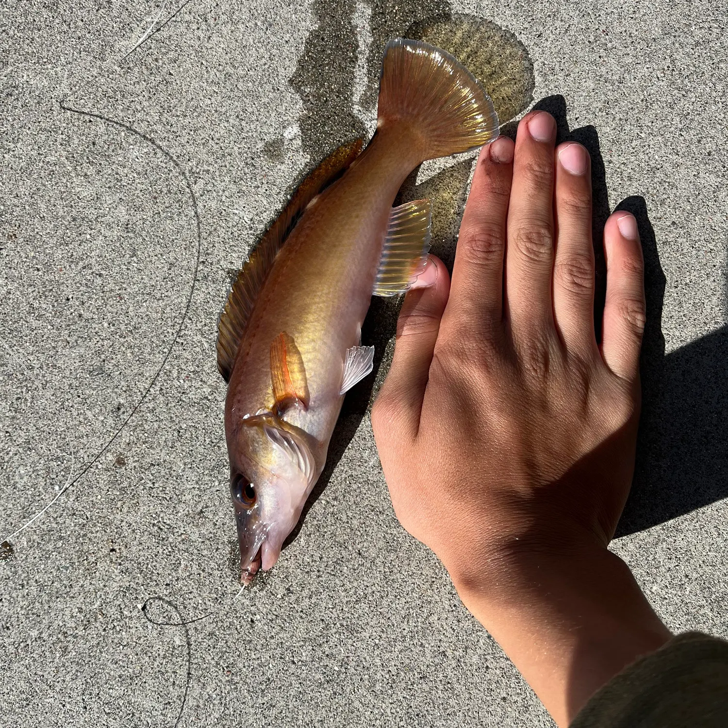 Ballan wrasse caught on Fishbrain