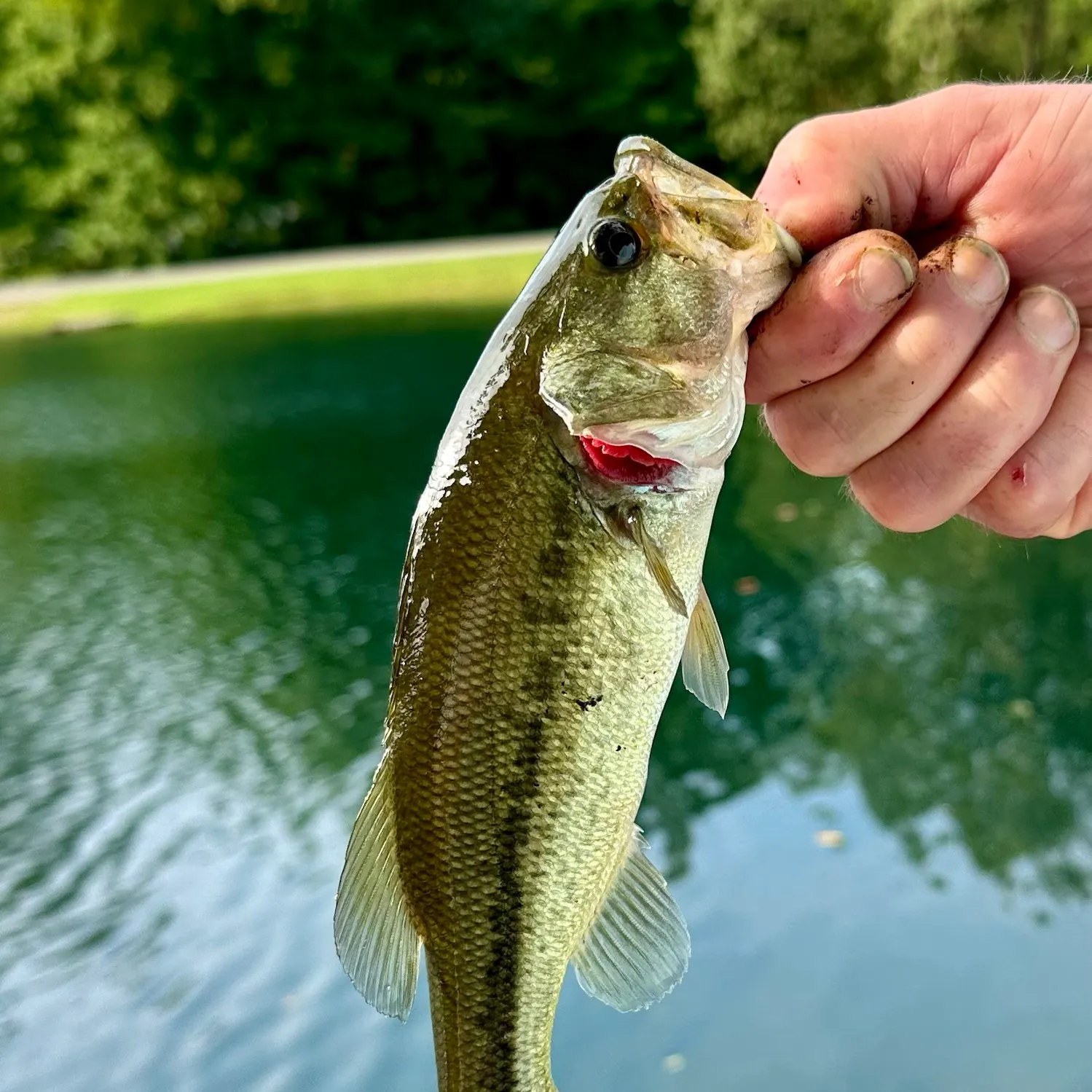 Largemouth bass caught on Fishbrain