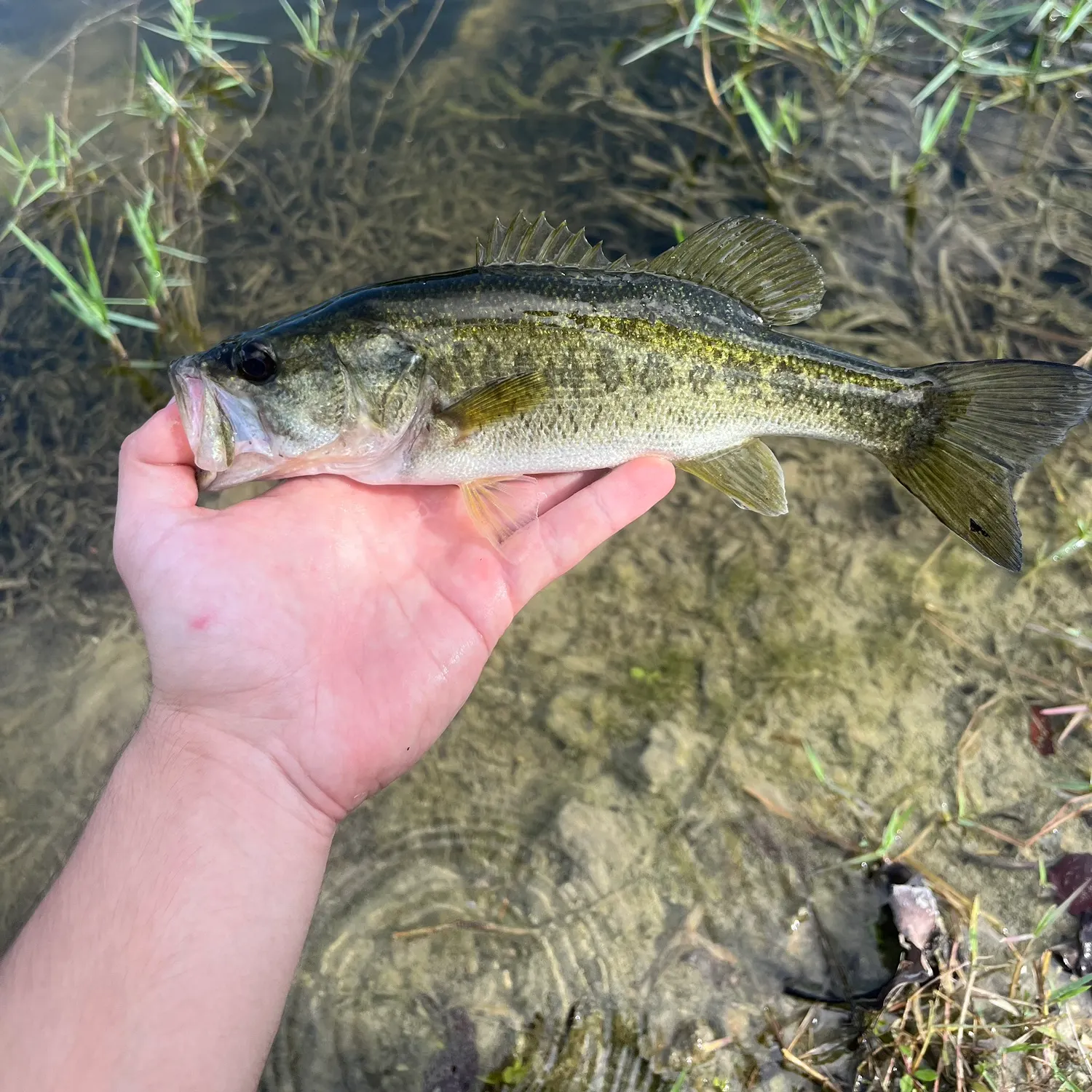 Florida bass caught on Fishbrain