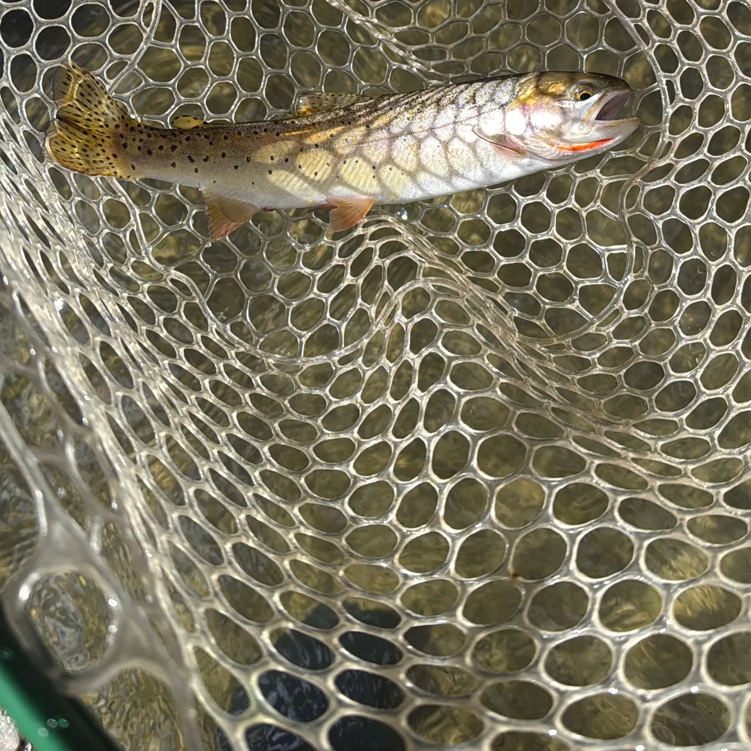 Colorado river cutthroat trout caught on Fishbrain