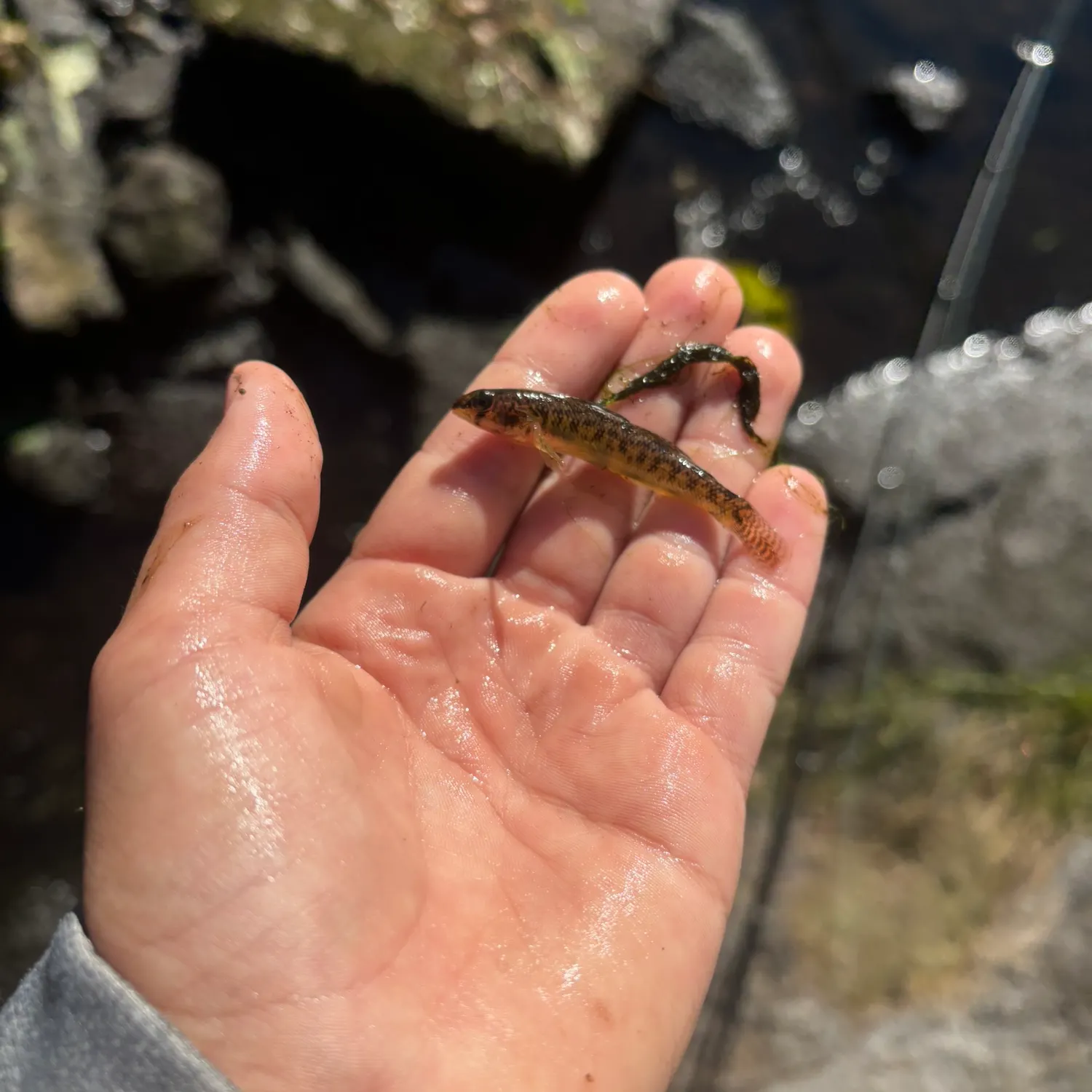 Northern tessellated darter caught on Fishbrain