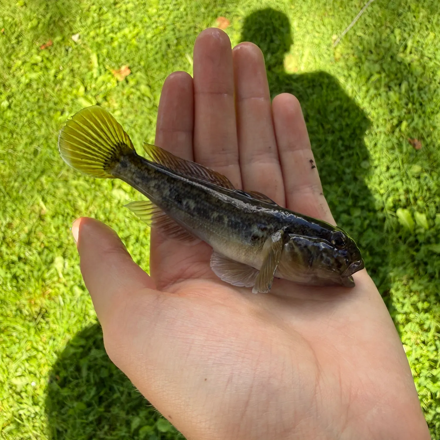 Round goby caught on Fishbrain
