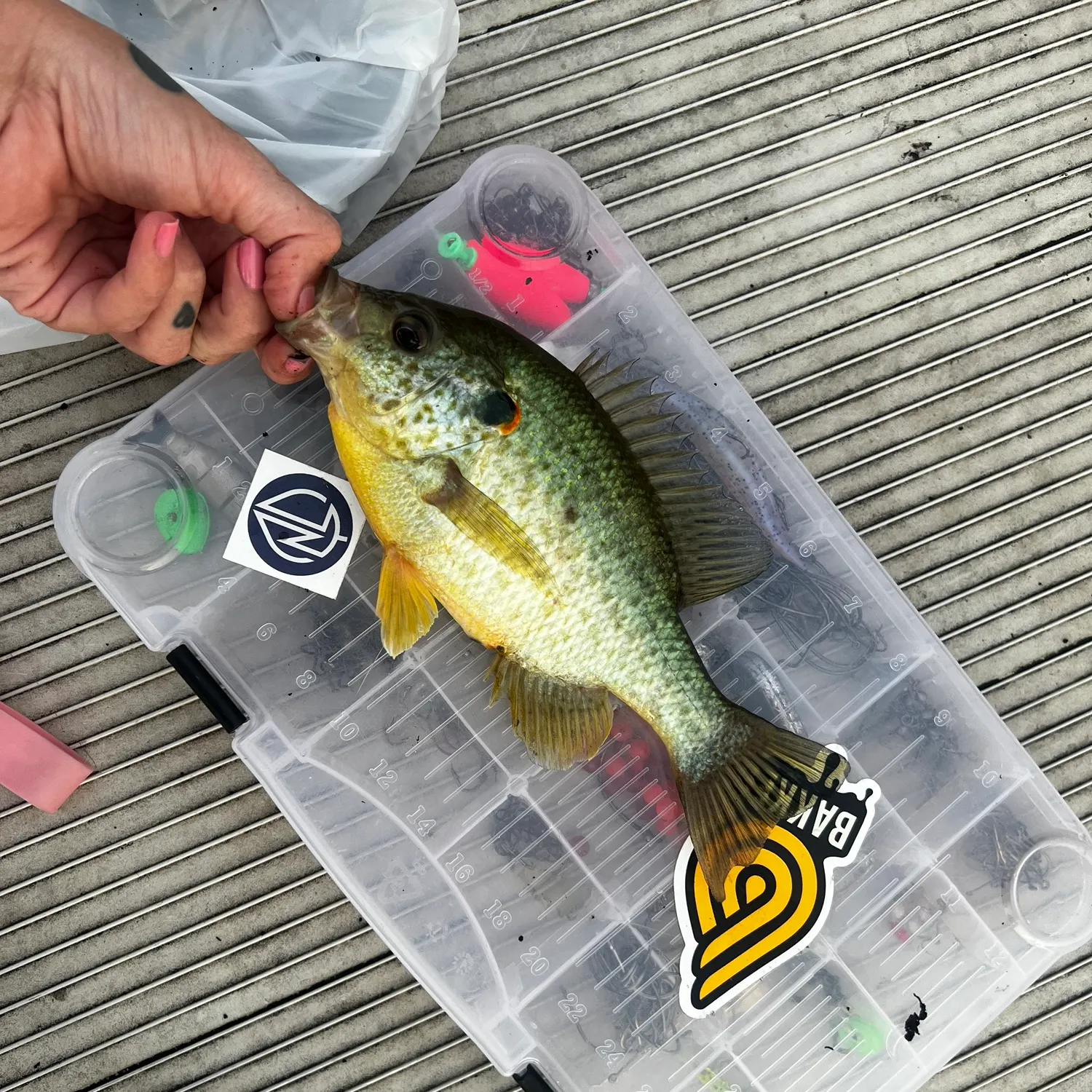 catch