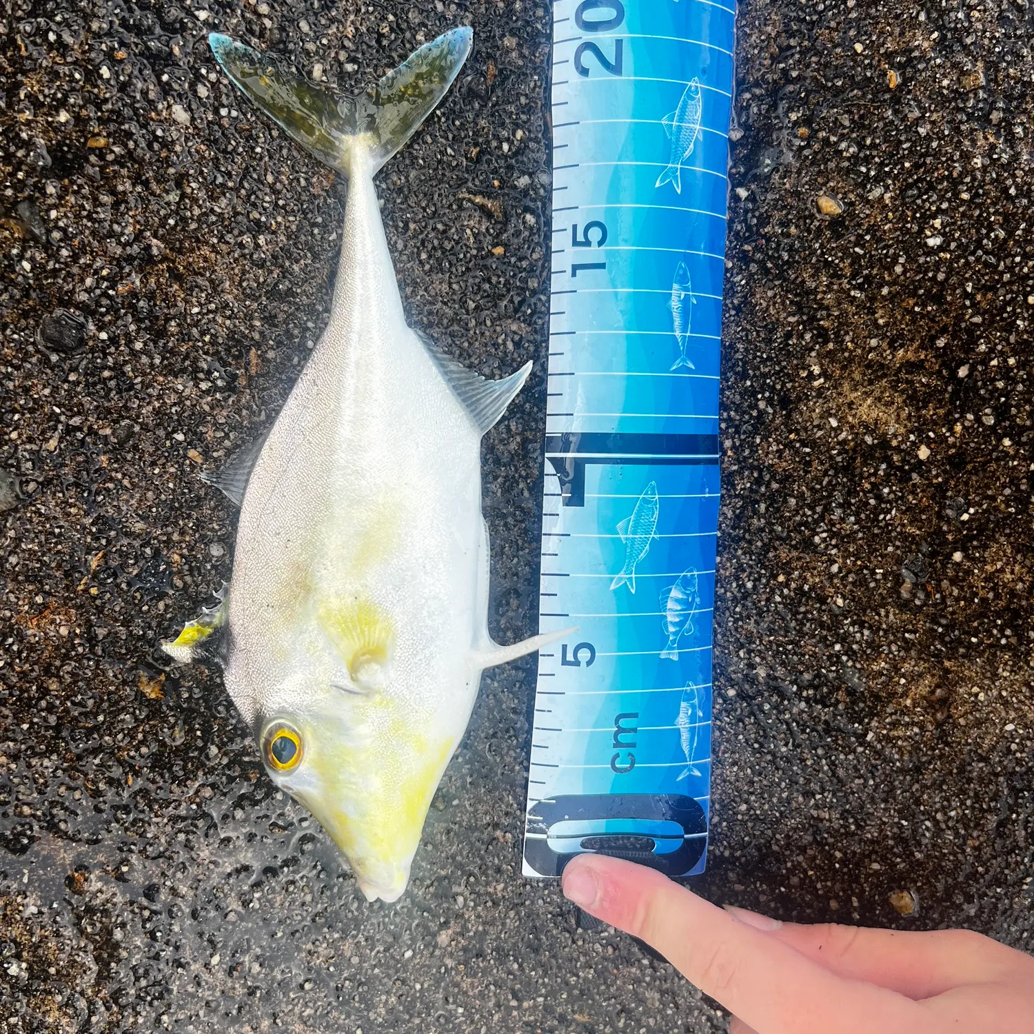 Short-nosed tripodfish caught on Fishbrain