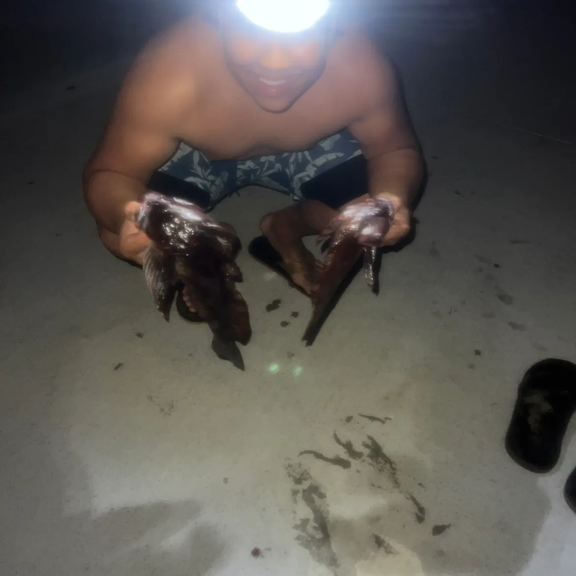 The most recent Lingcod catches on Fishbrain