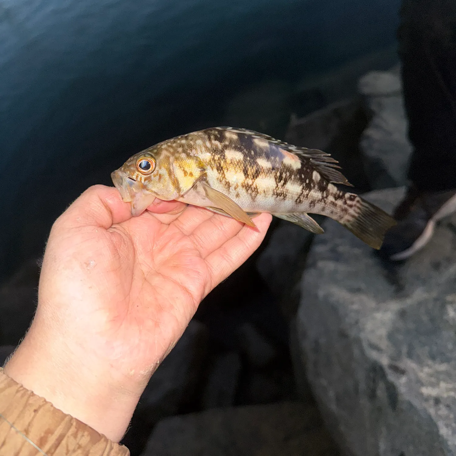 The most recent Kelp bass catches on Fishbrain