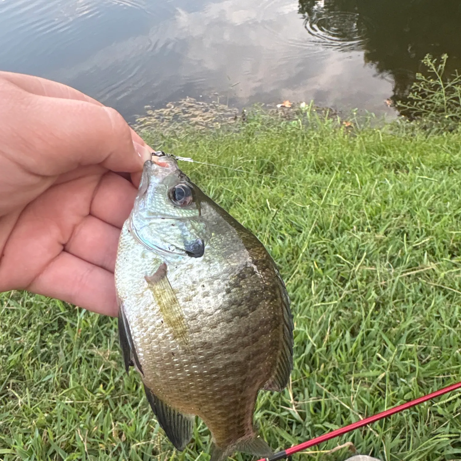 Bluegill caught on Fishbrain