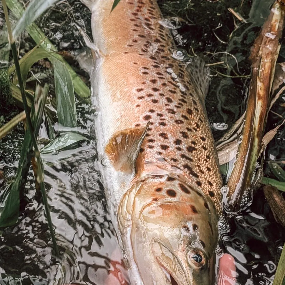 Brown trout caught on Fishbrain