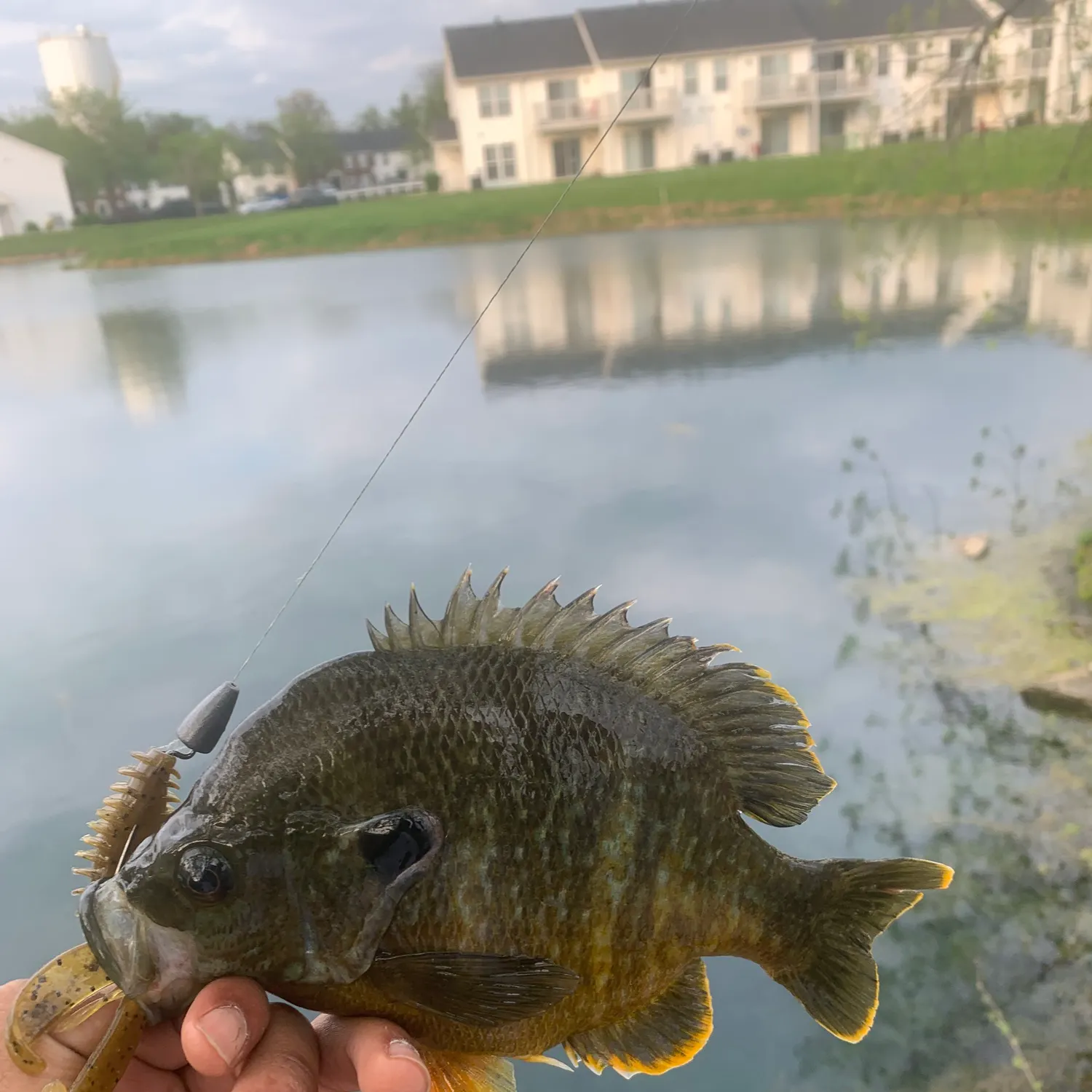 The most recent Greengill hybrid catches on Fishbrain