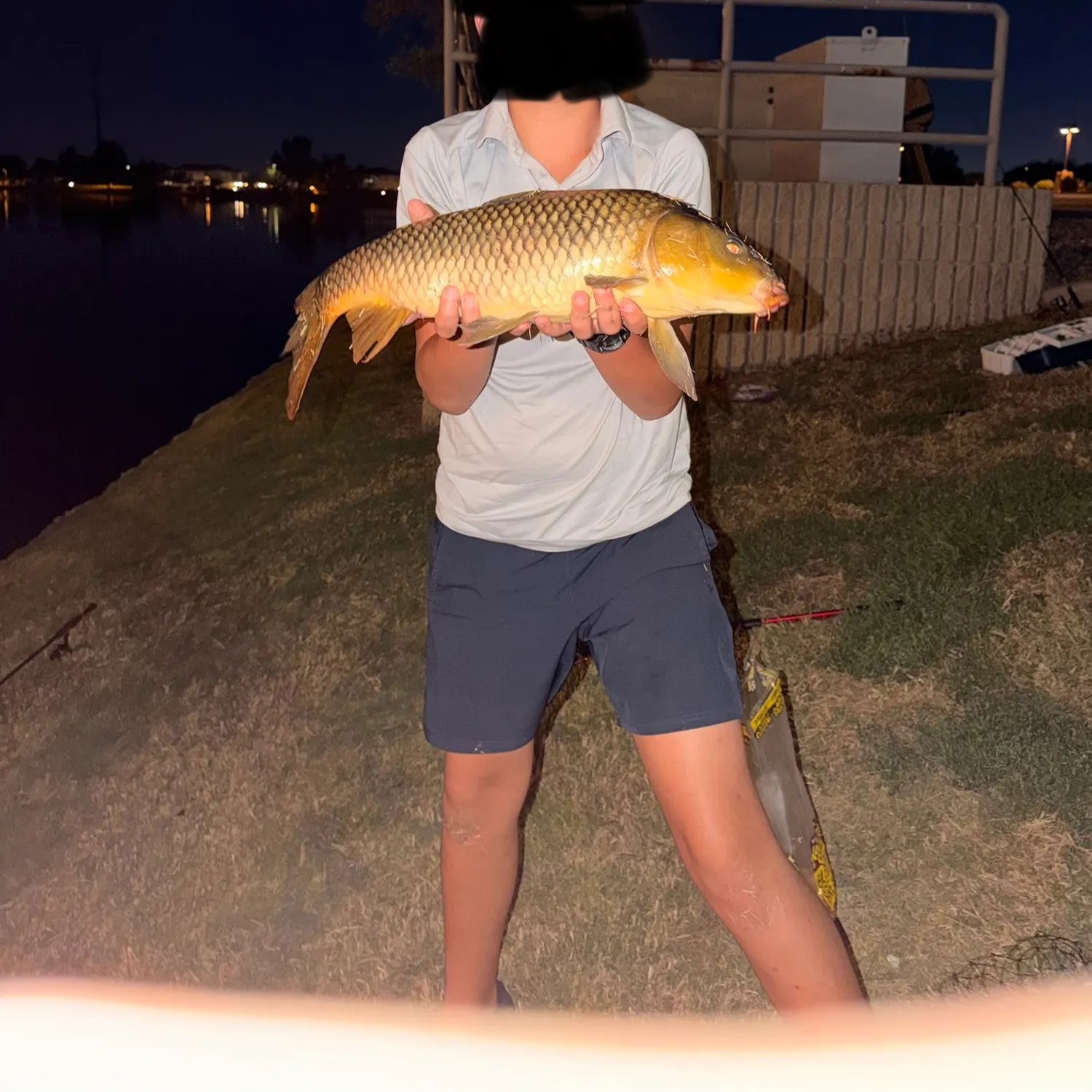 Common carp caught on Fishbrain