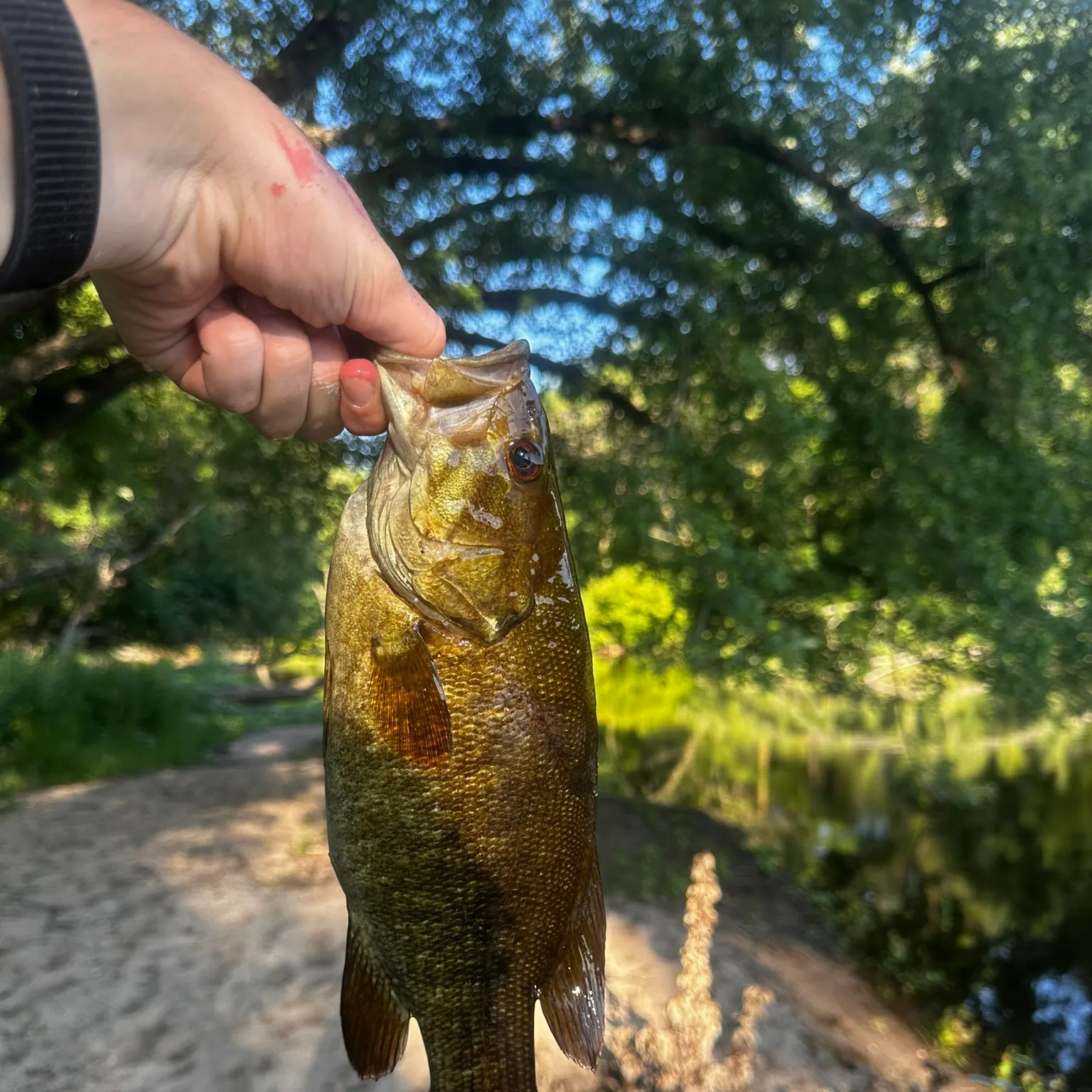 catch