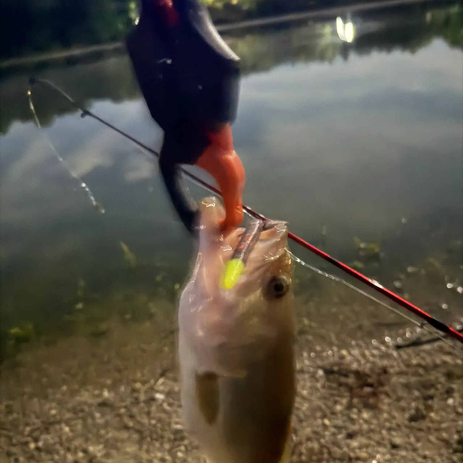 Largemouth bass caught on Fishbrain