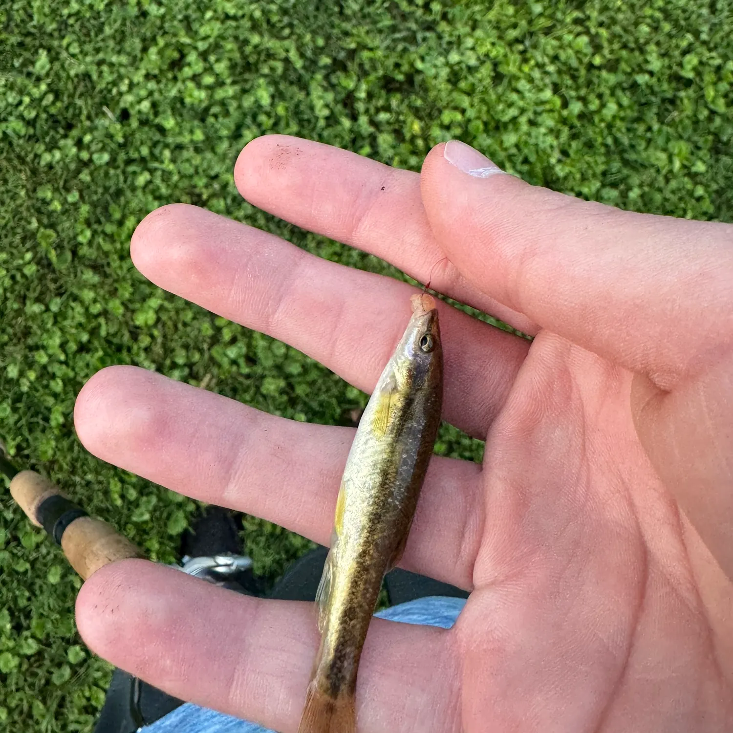 The most recent Western blacknose dace catches on Fishbrain
